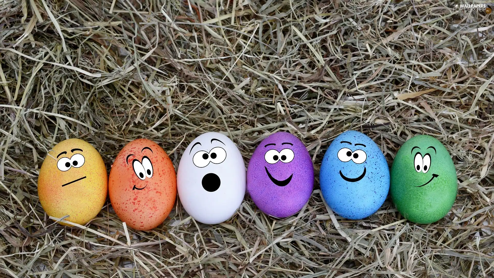 color, eggs, hay, Funny