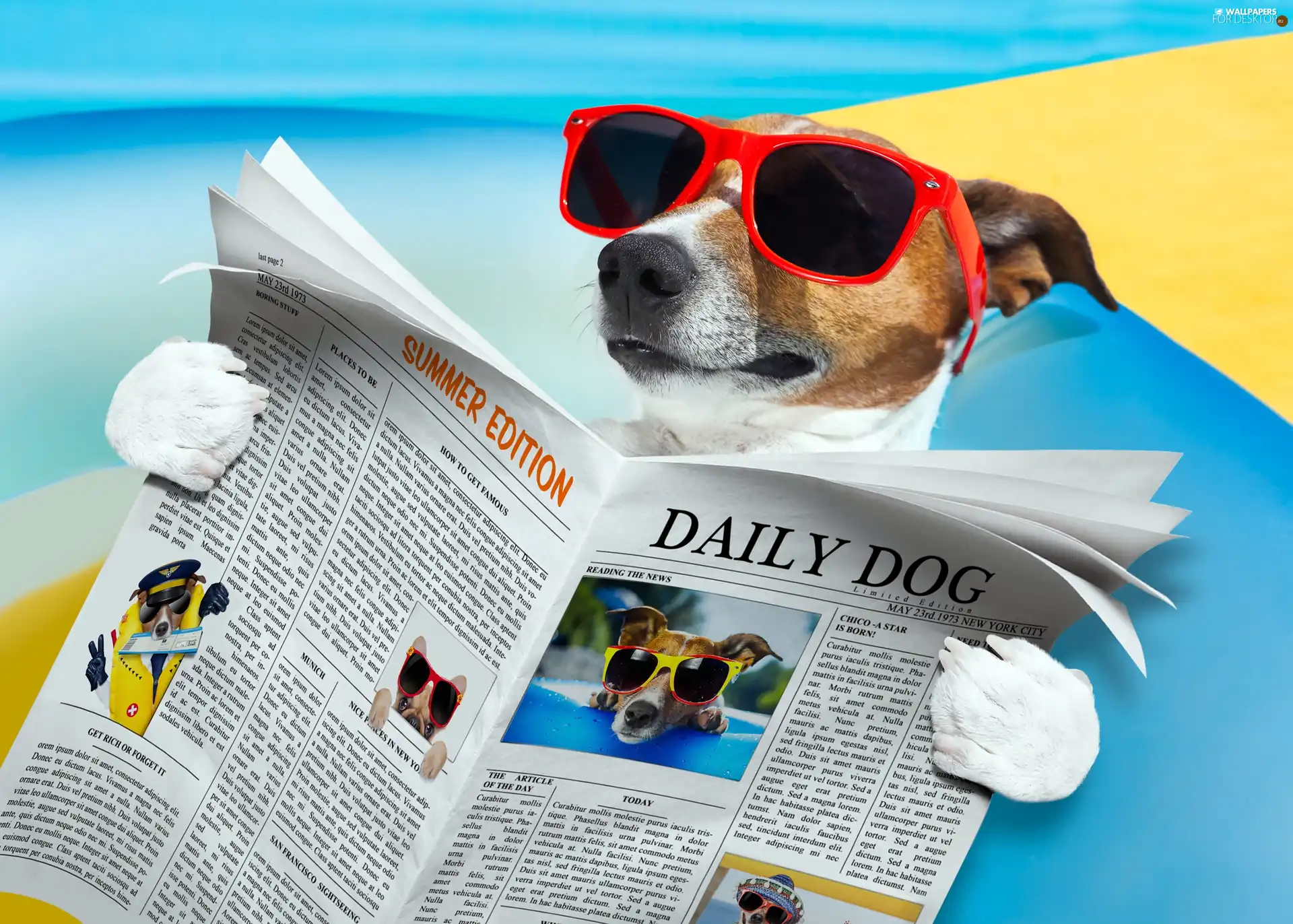Jack Russell Terrier, Paper, Funny, Glasses