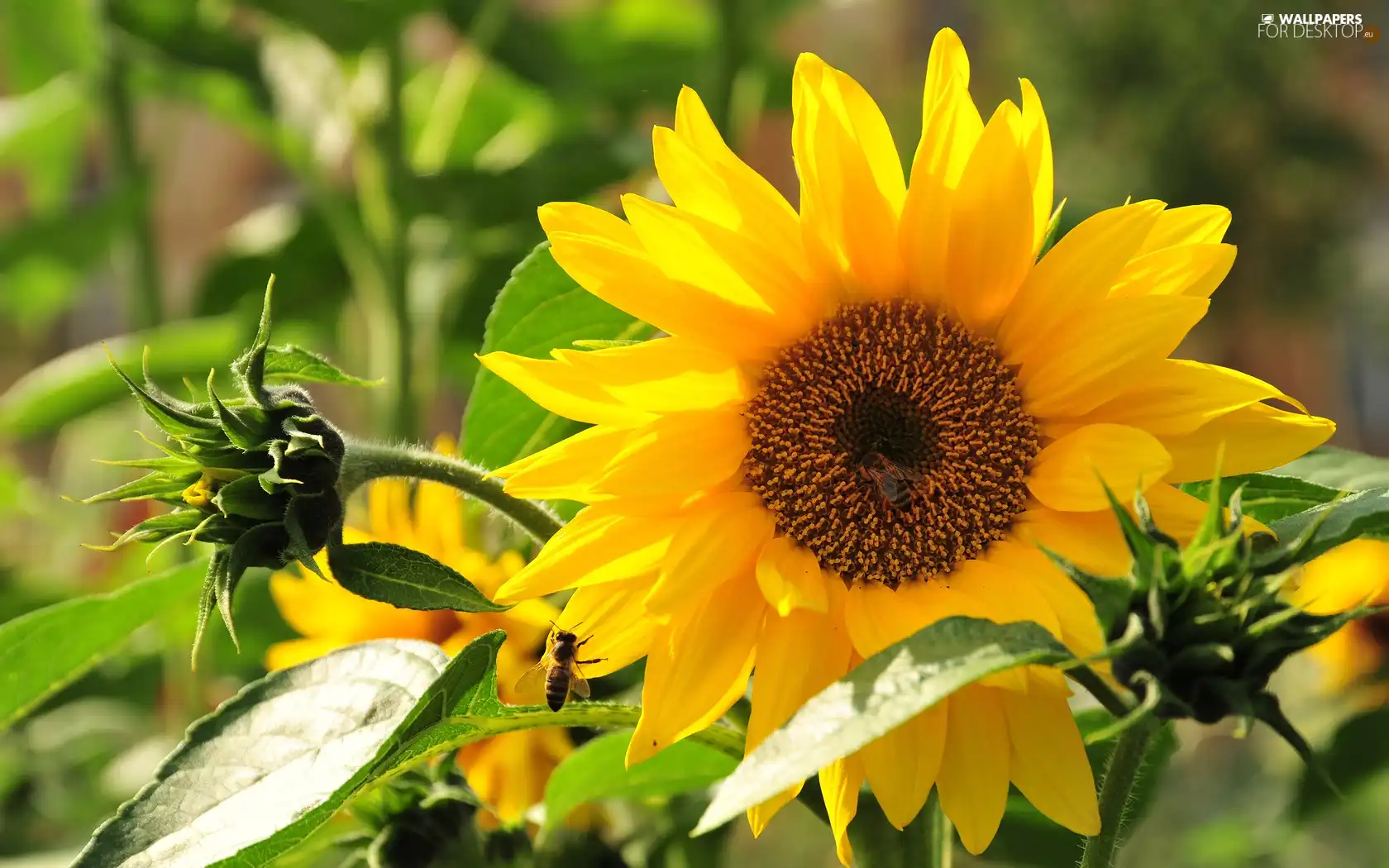 sun, Sunflower, rays