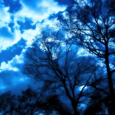 trees, forest, clouds, viewes