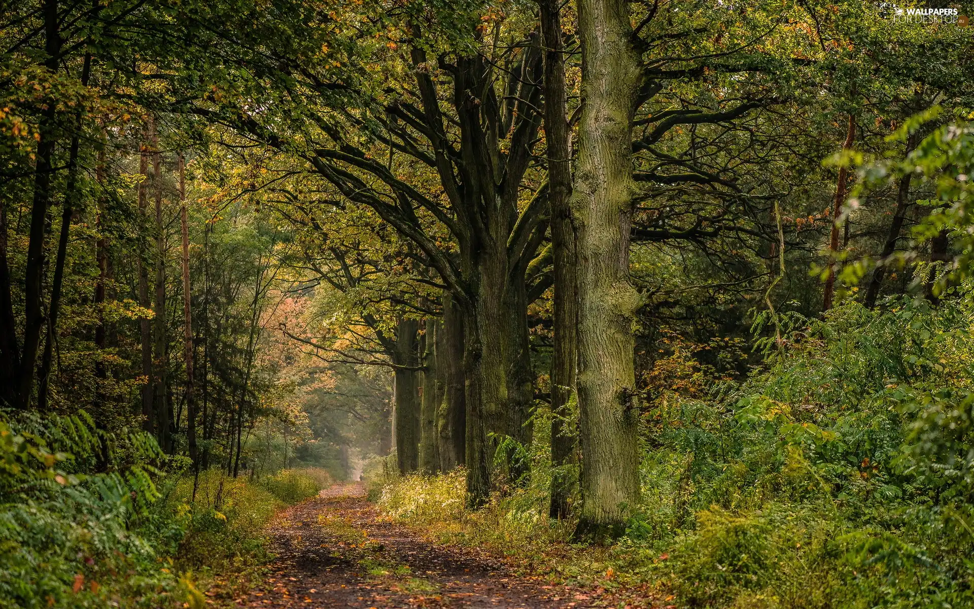 forest, Leaf, autumn, Way