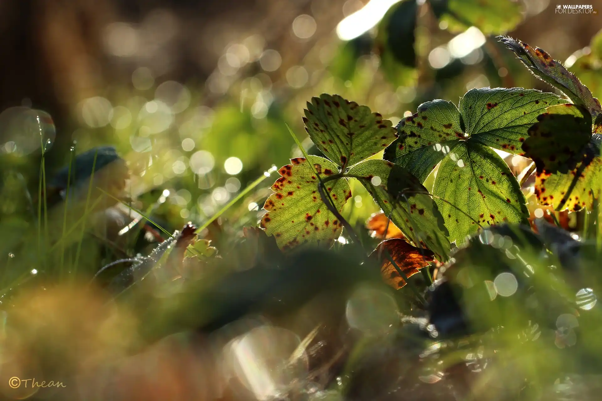 Leaf, Autumn