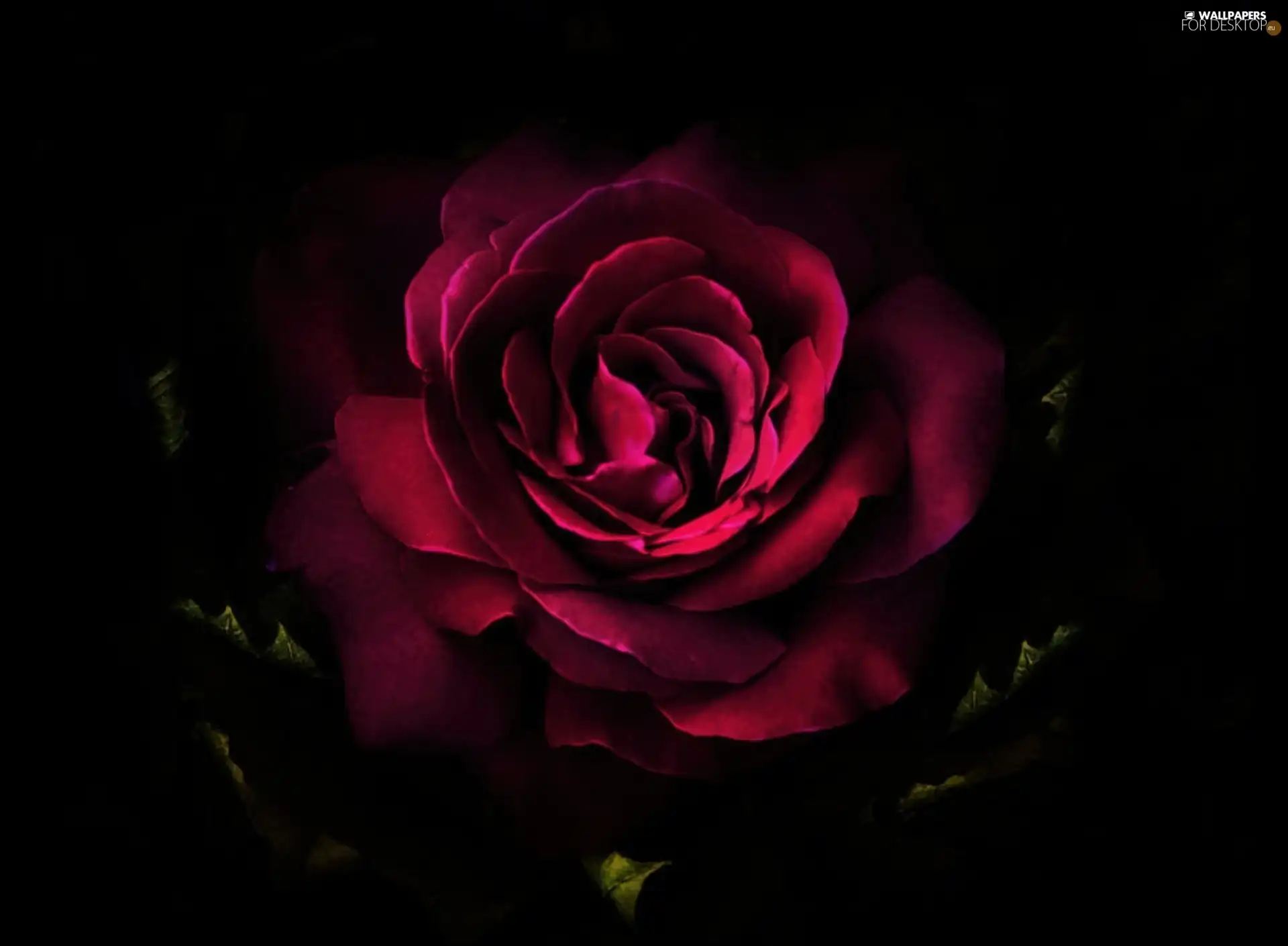 rose, Black, background, flakes