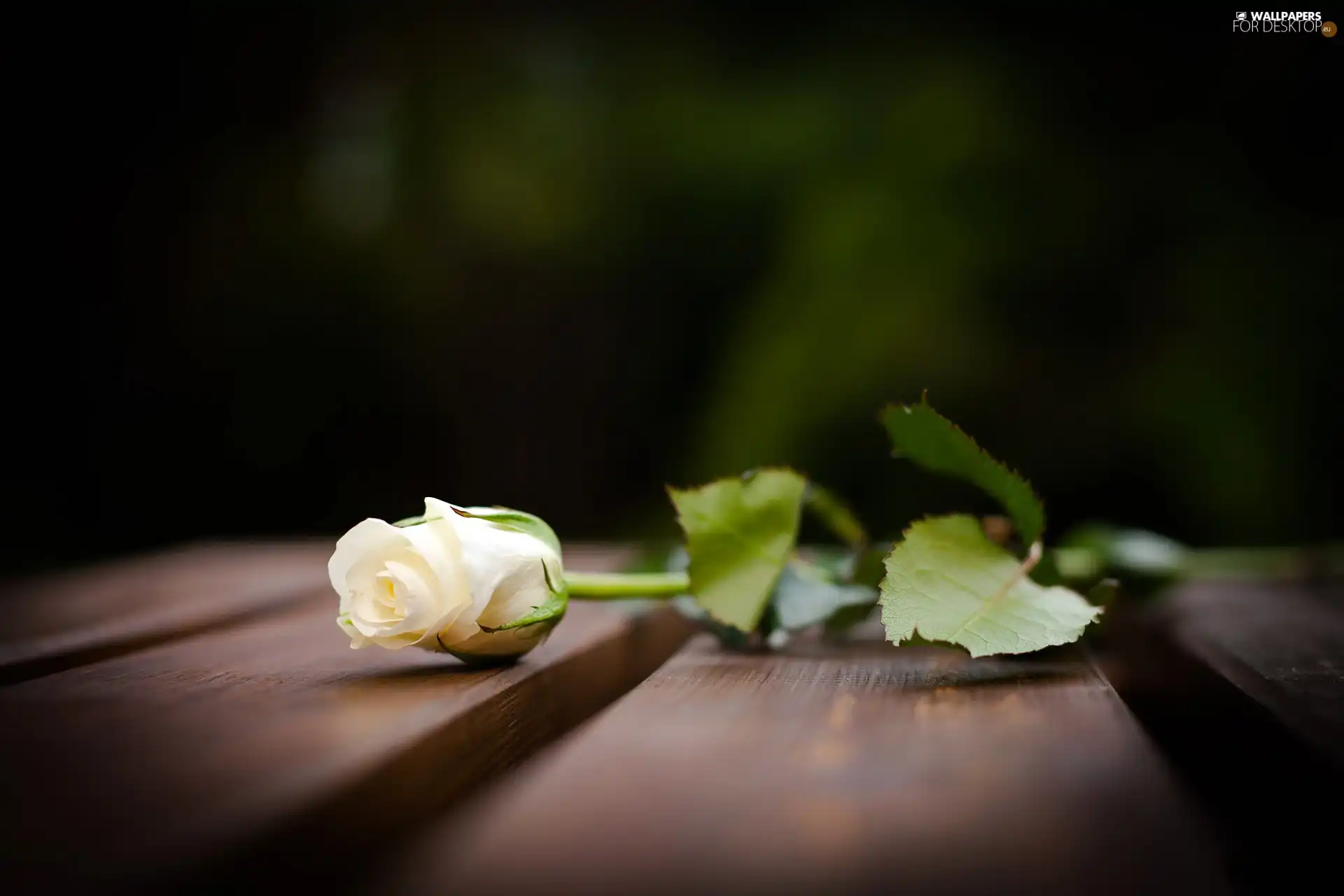 Bench, White, rose