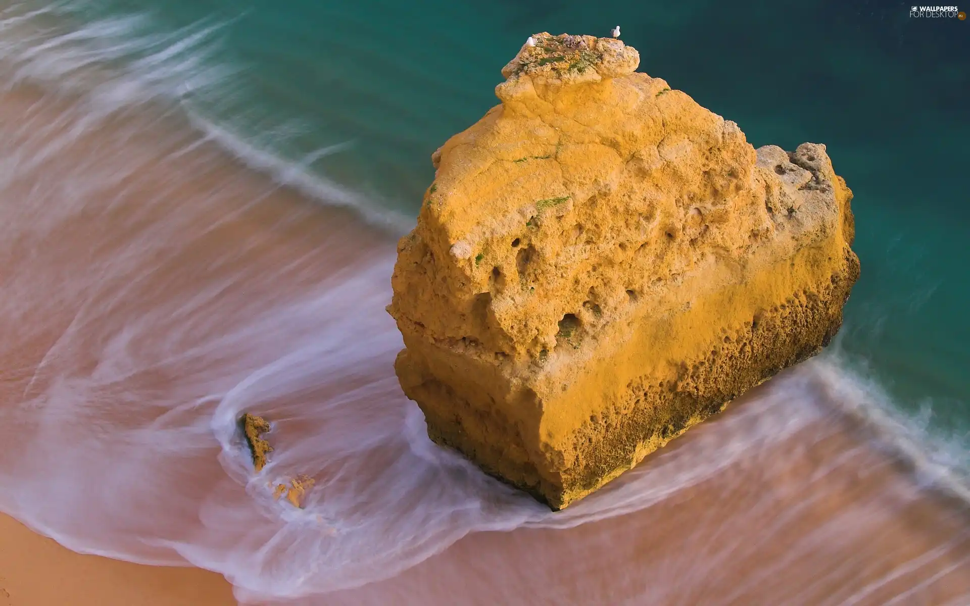 Bird, Beaches, Rocks