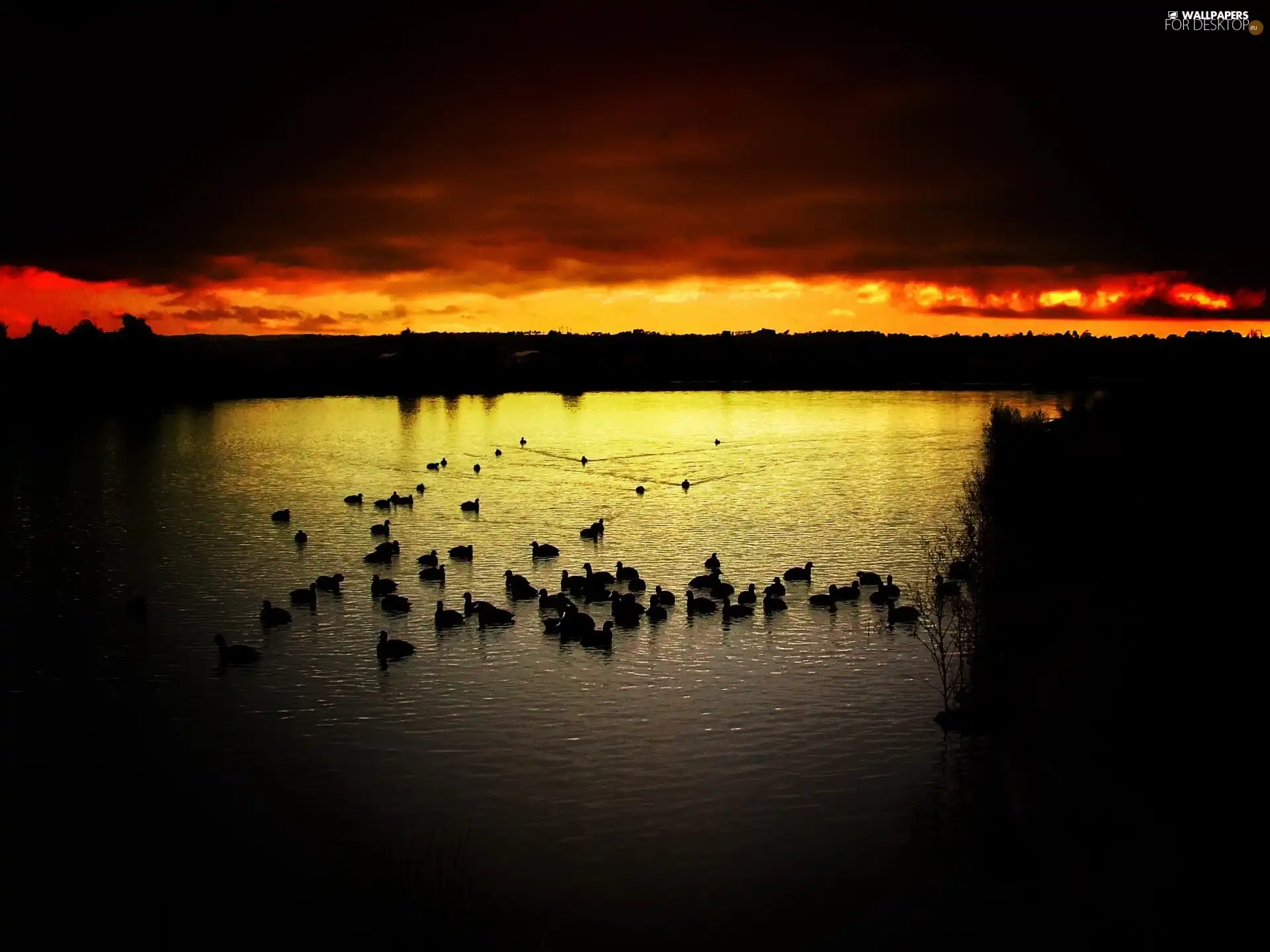 birds, lake, sun, rays, west