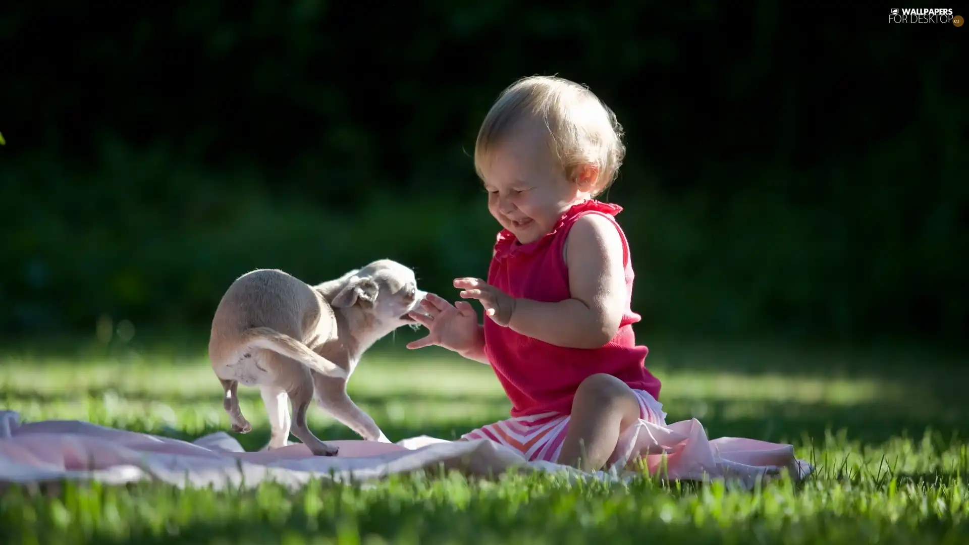 Kid, grass, Blanket, doggy