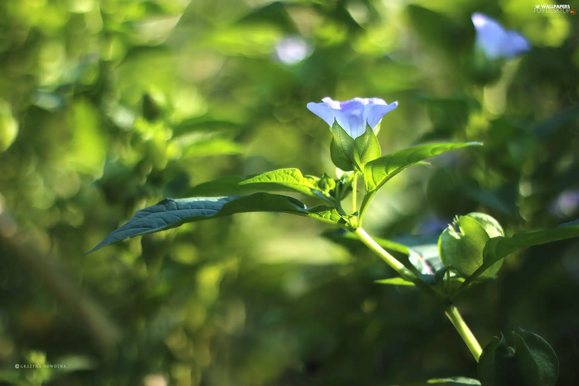 Colourfull Flowers, plant, blue