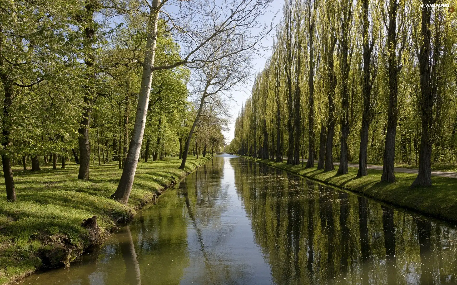 River, viewes, bridge, trees