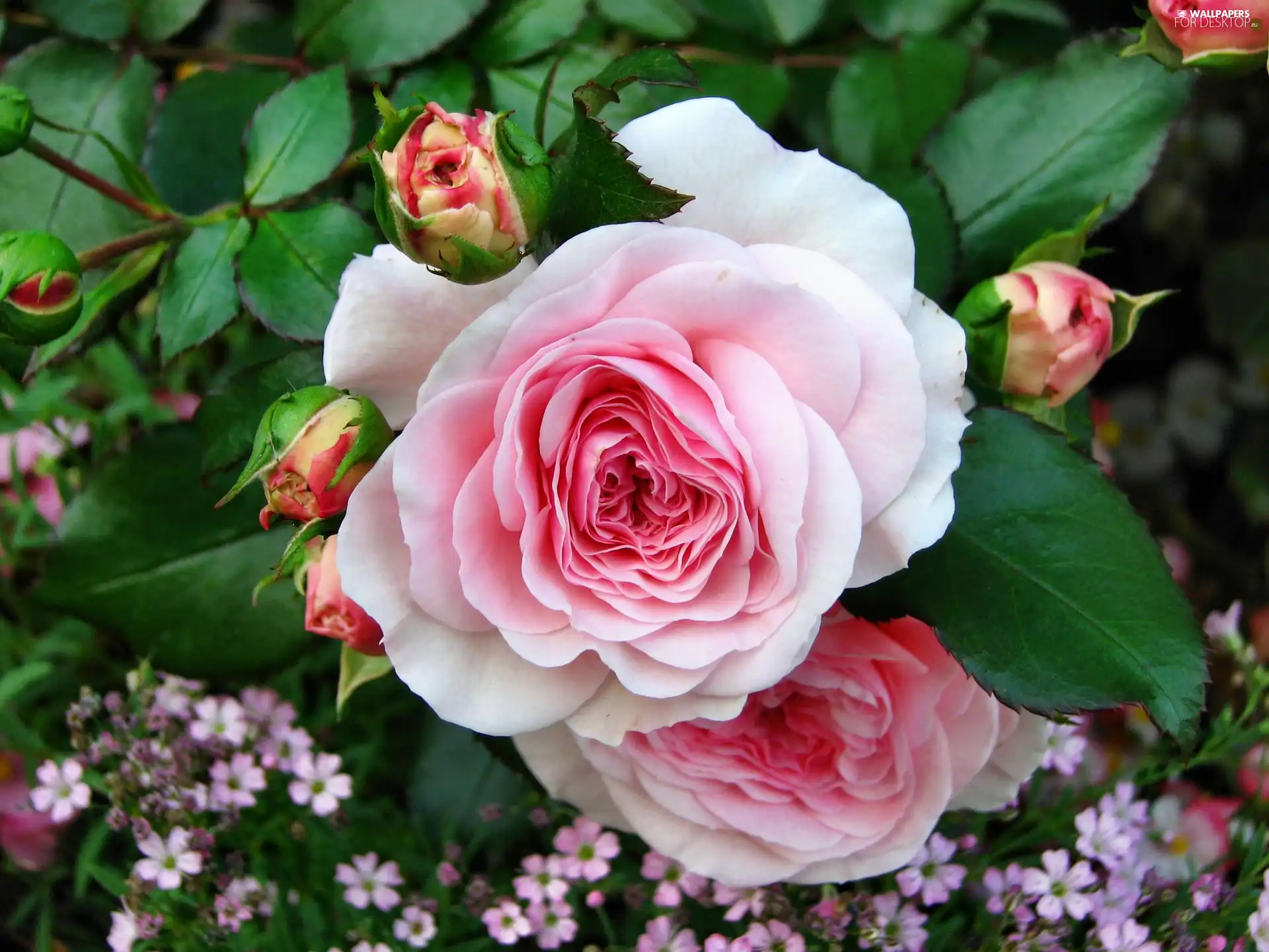 Buds, Pink, rose