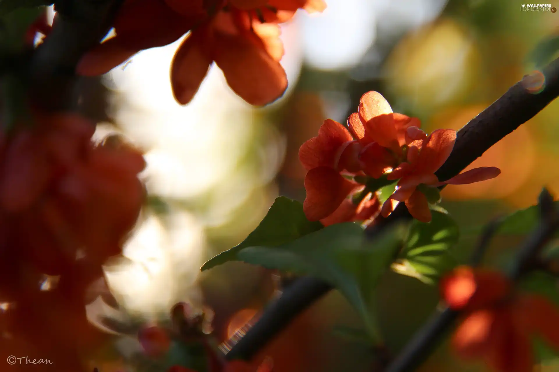 Bush, Red, Flowers