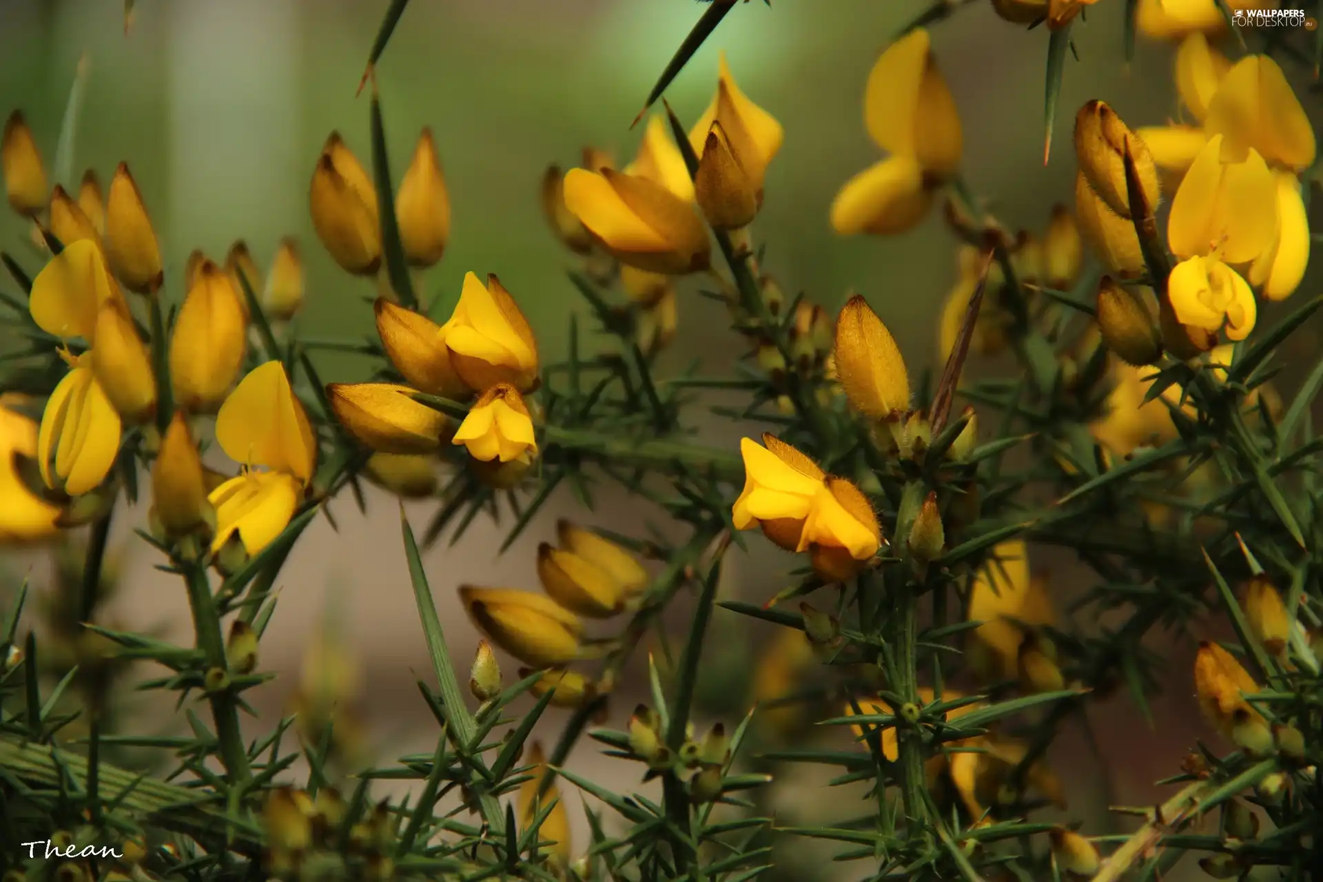 Bush, Yellow, Flowers