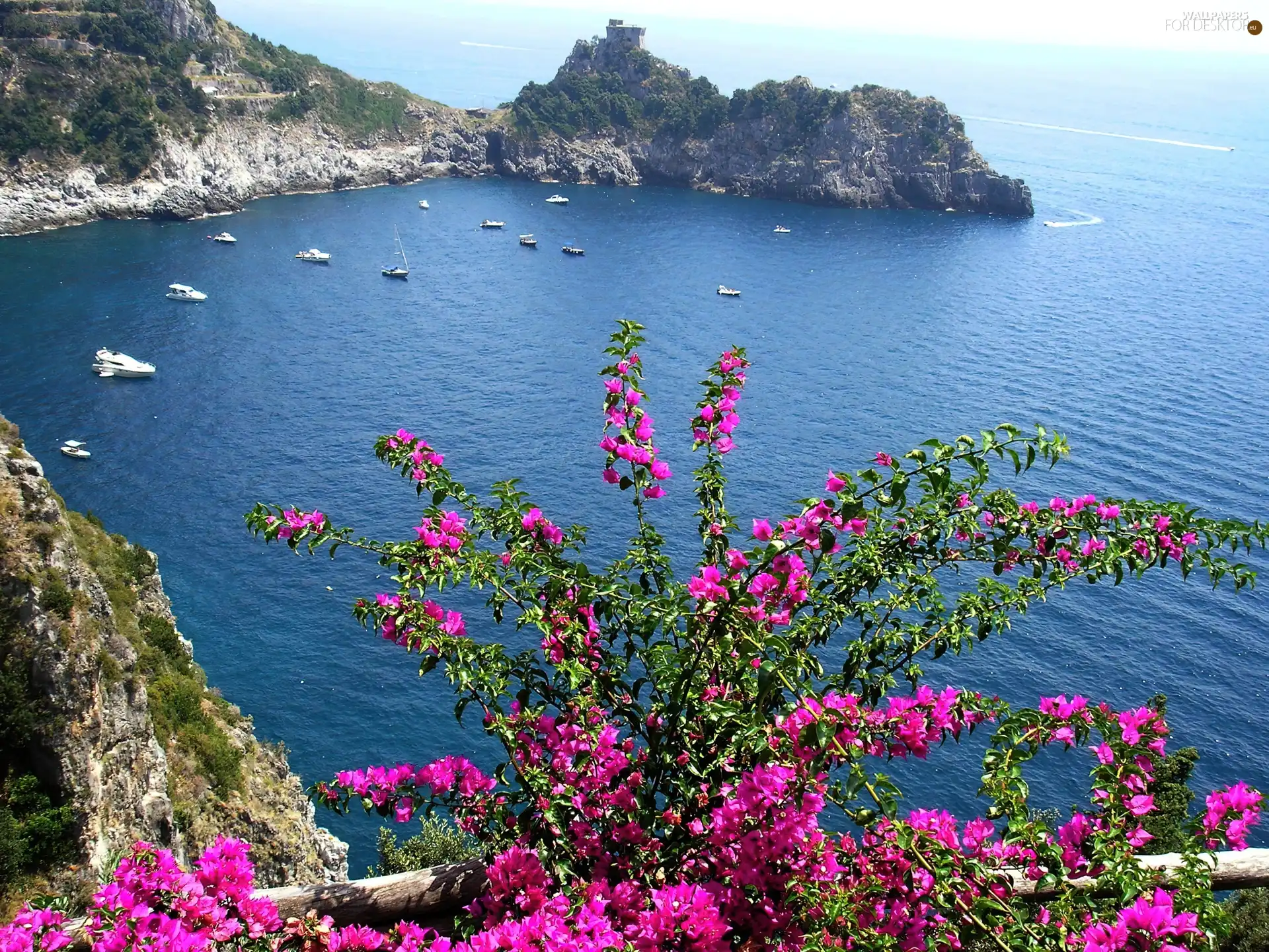 sea, flower, Bush, rocks