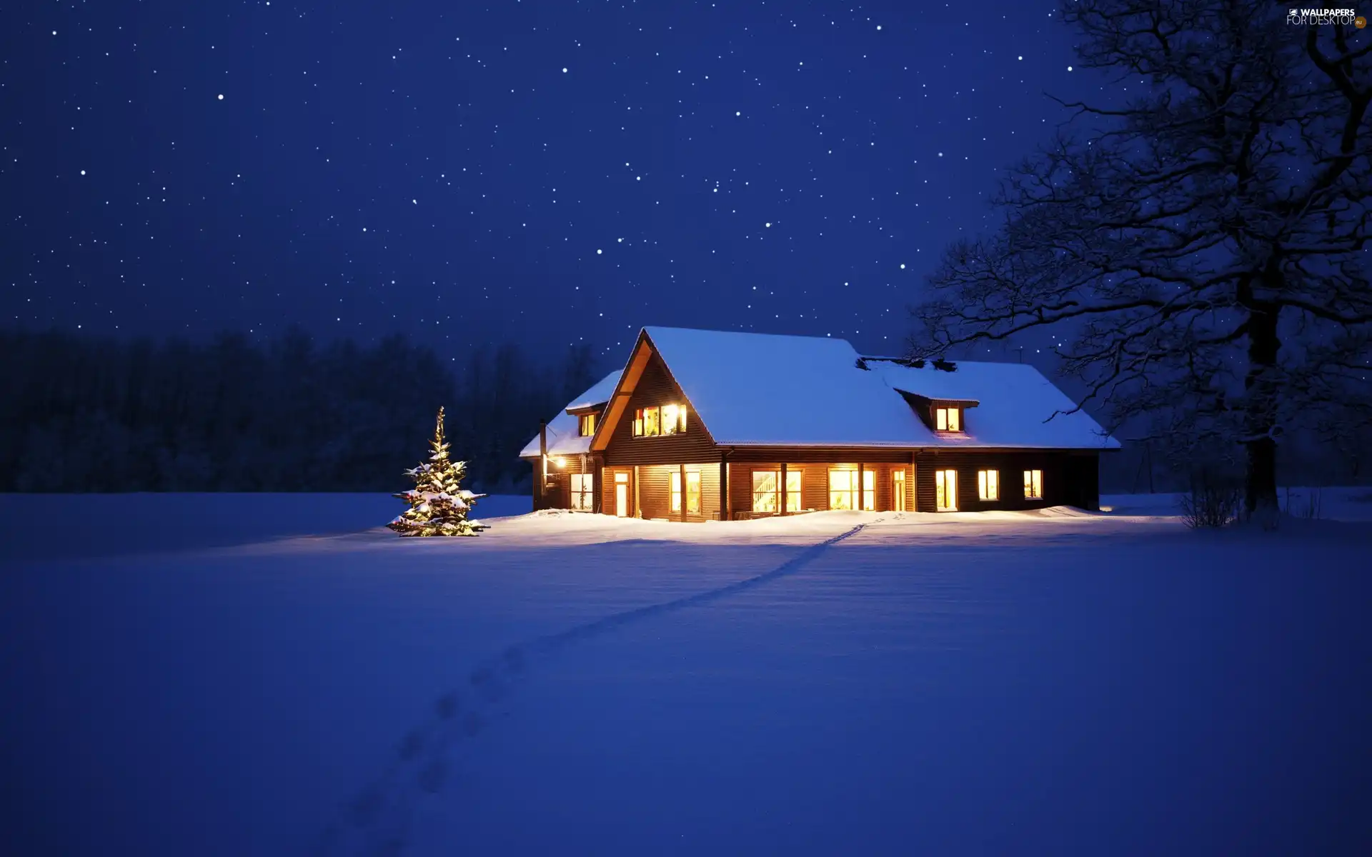 Floodlit, winter, christmas tree, house