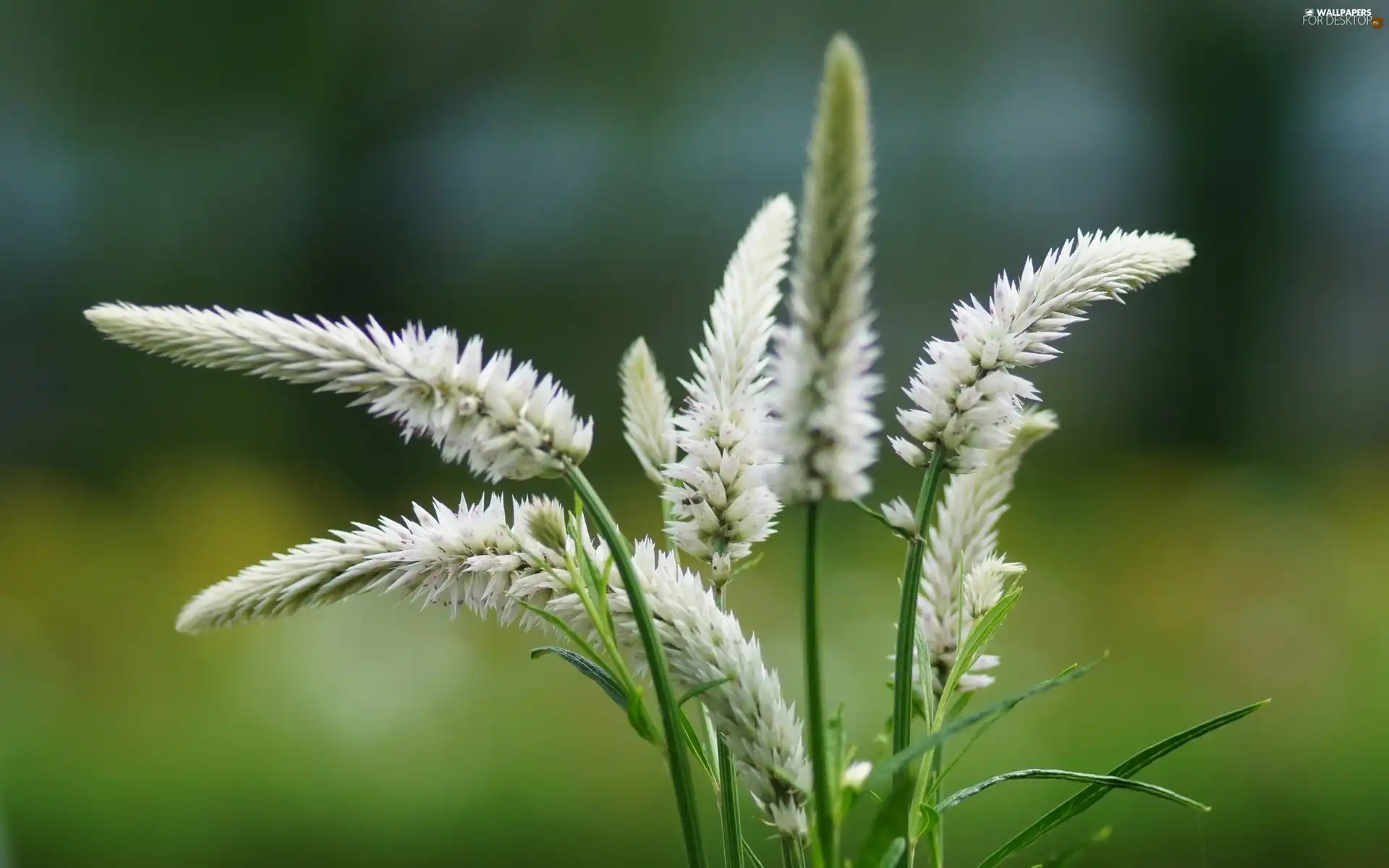 White, grass, Close, Ears