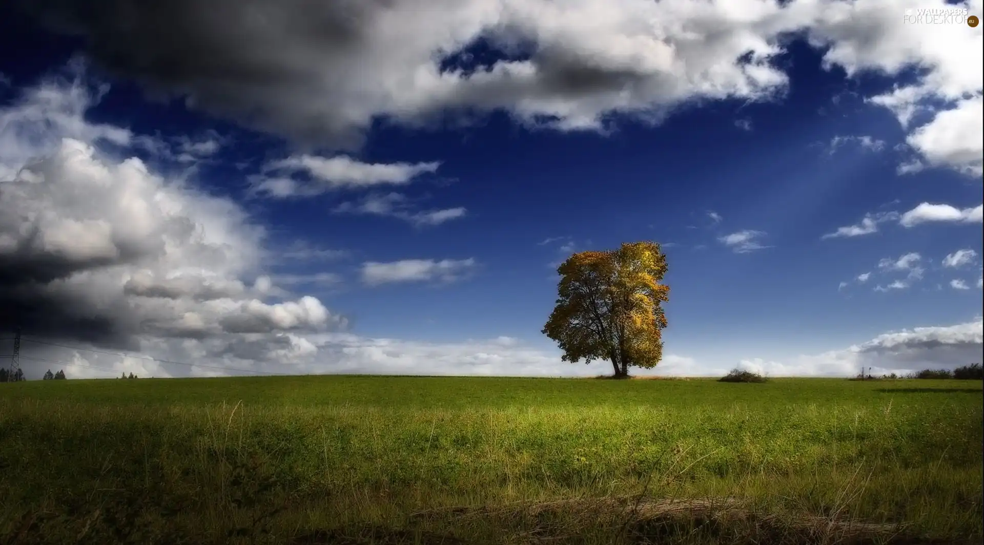 clouds, trees, grass