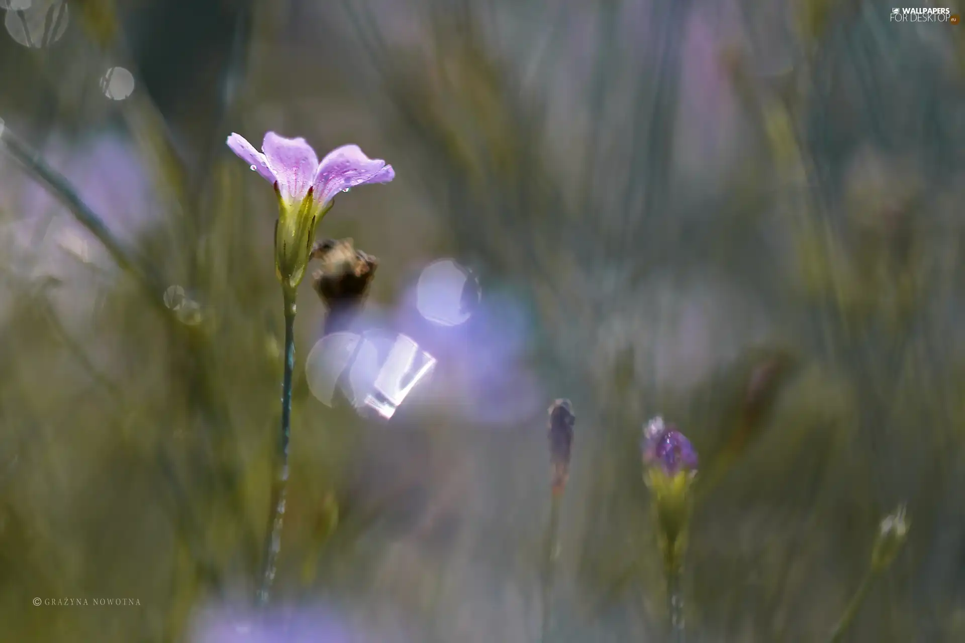 Bokeh, Violet, Colourfull Flowers