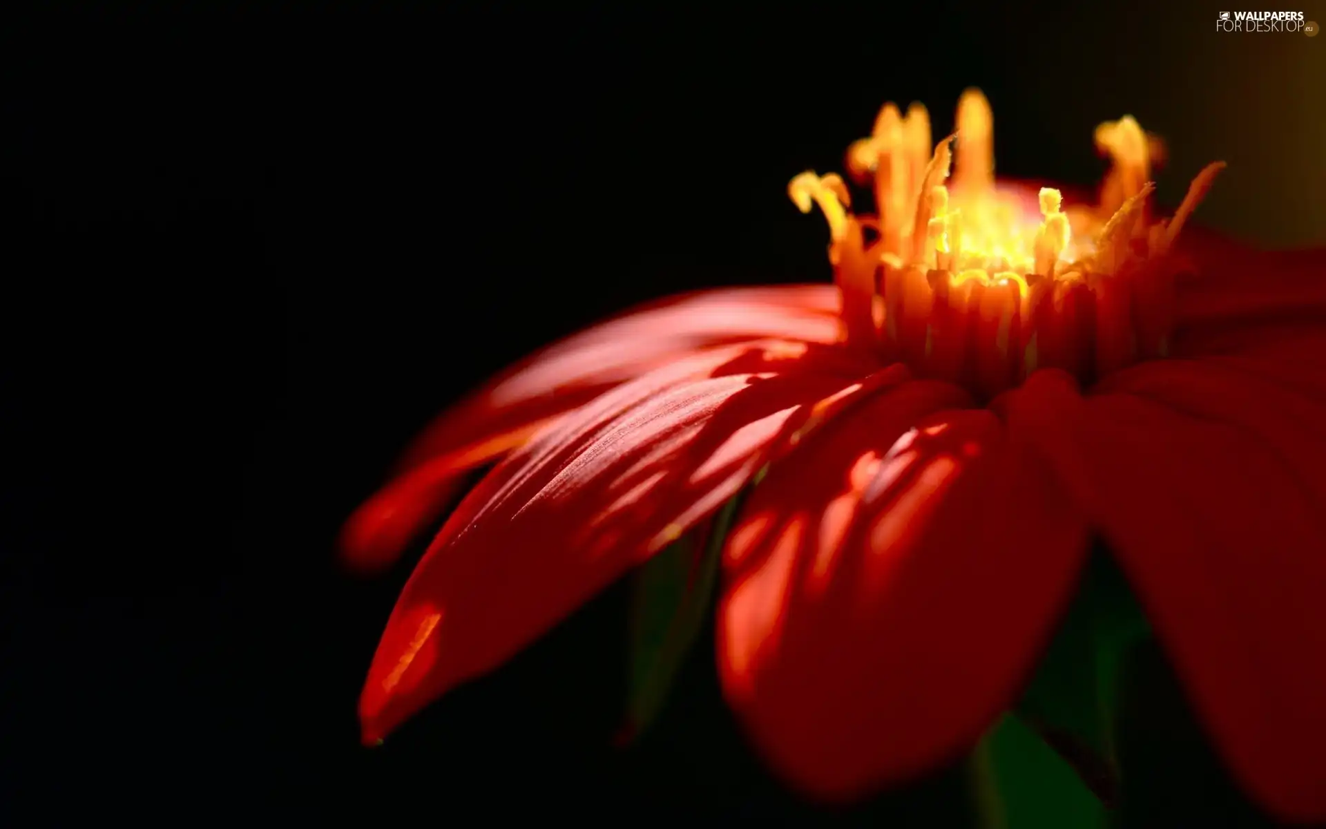 Close, Red, Colourfull Flowers