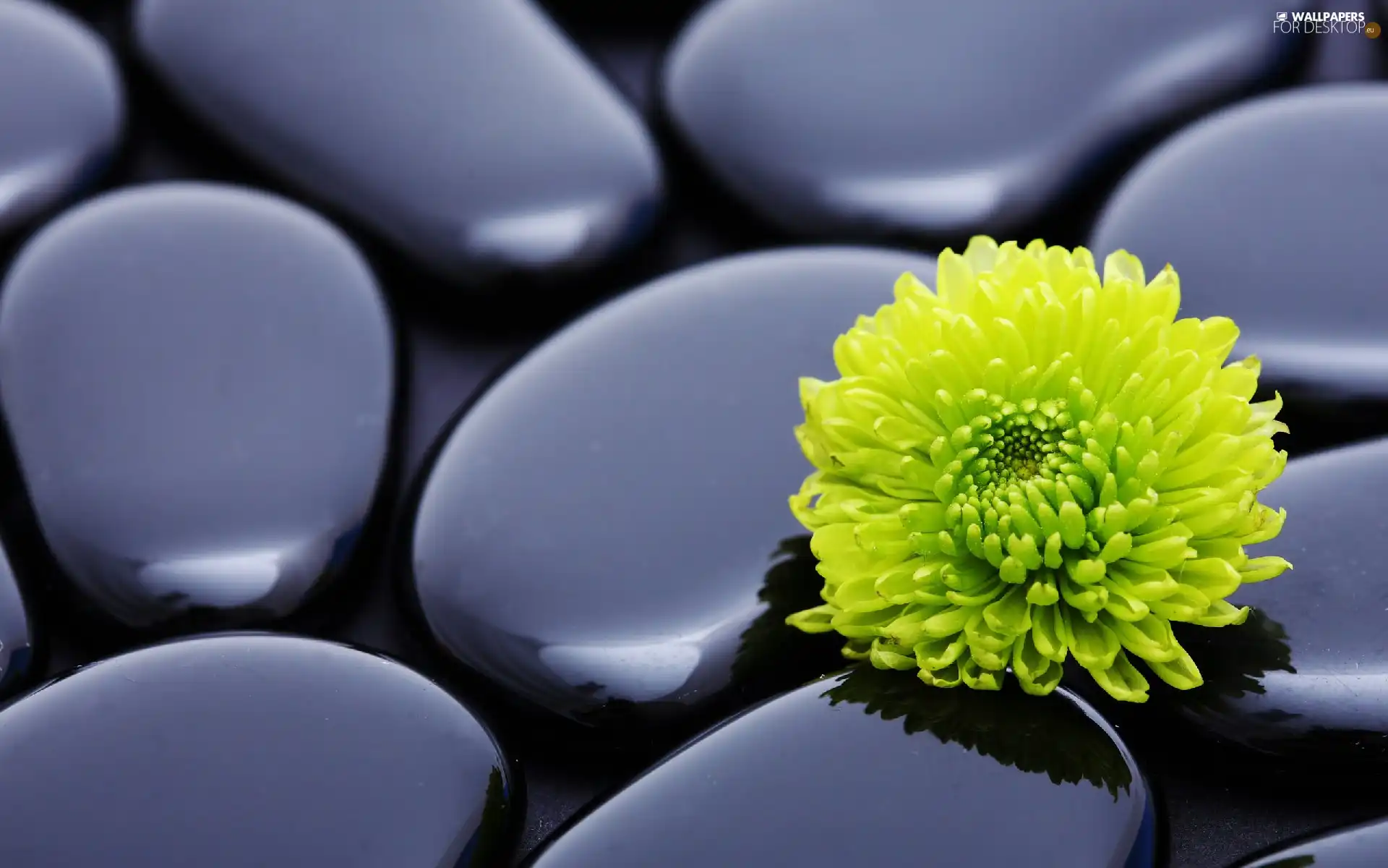 smooth, Yellow, Colourfull Flowers, Stones