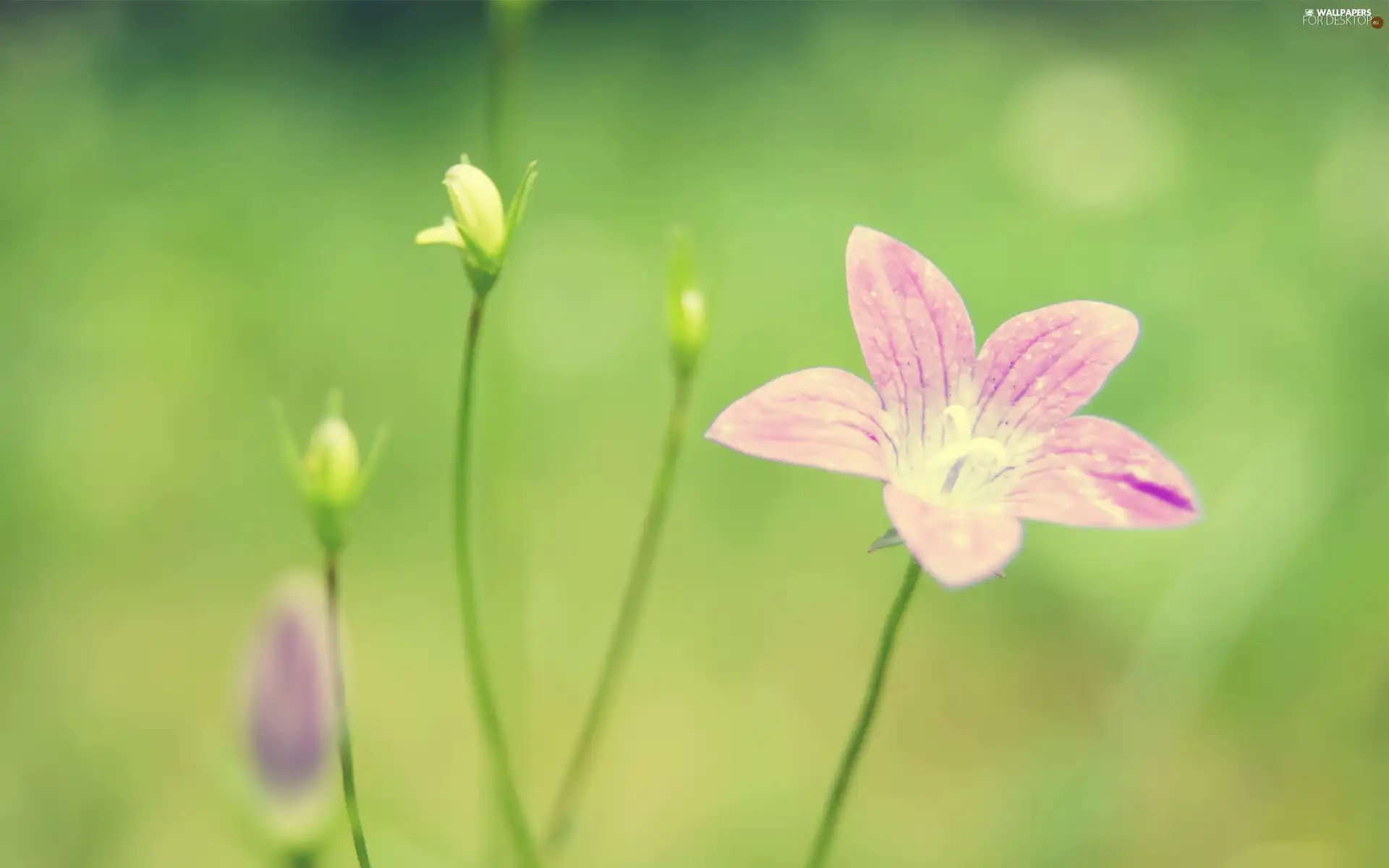 Colourfull Flowers, stalk