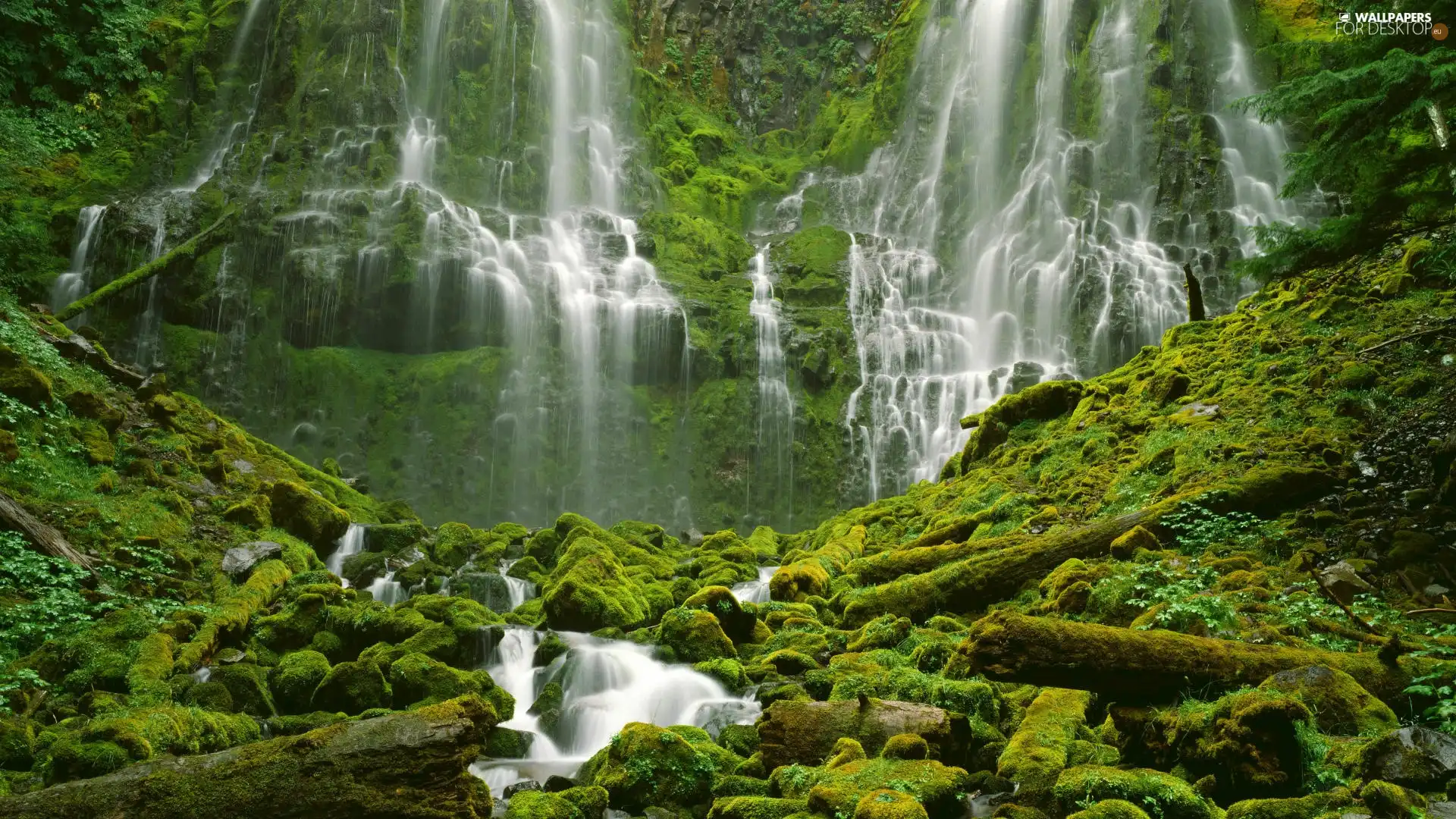 branches, waterfall, Covered, moss, trees, Stones