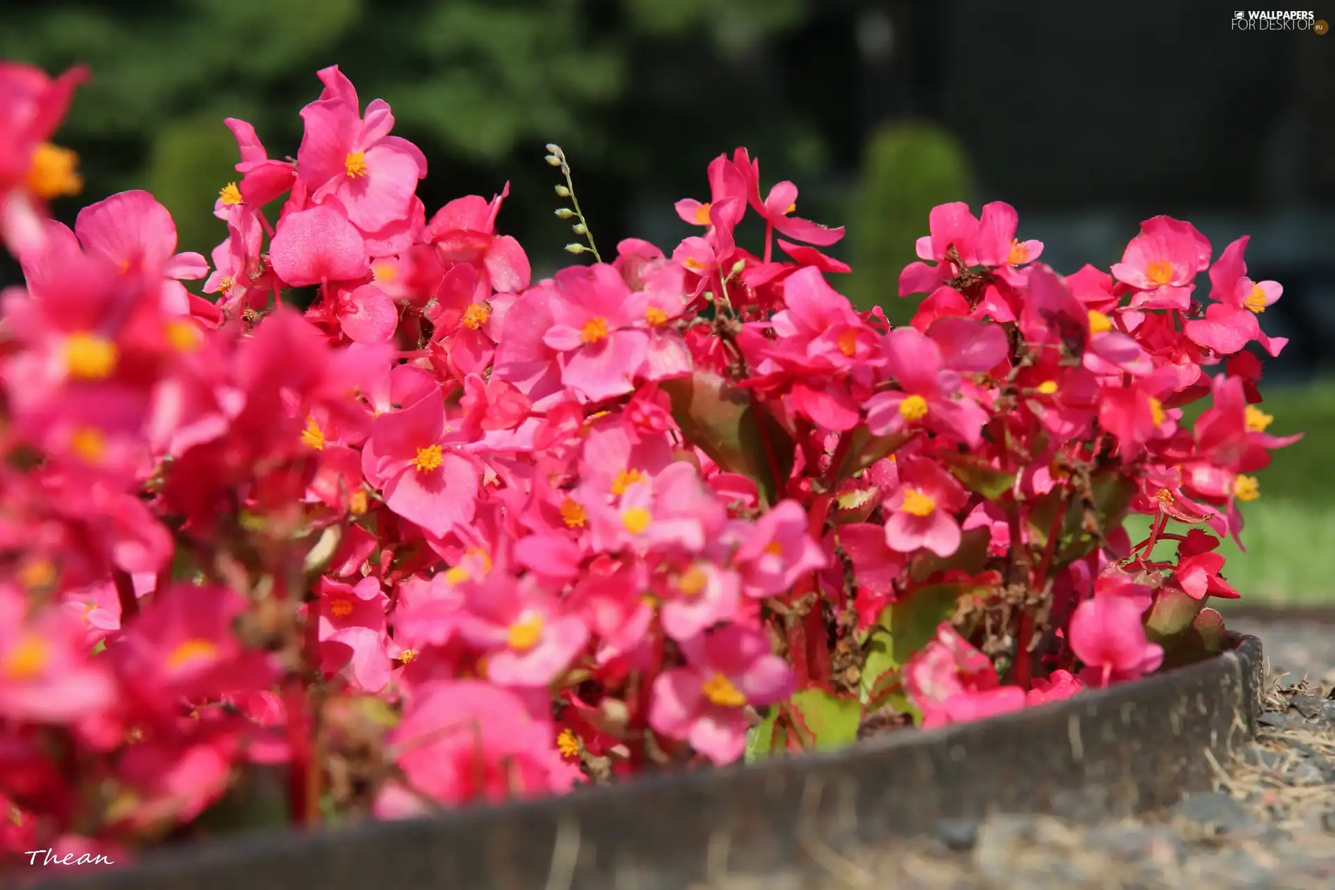 discount, Pink, Flowers