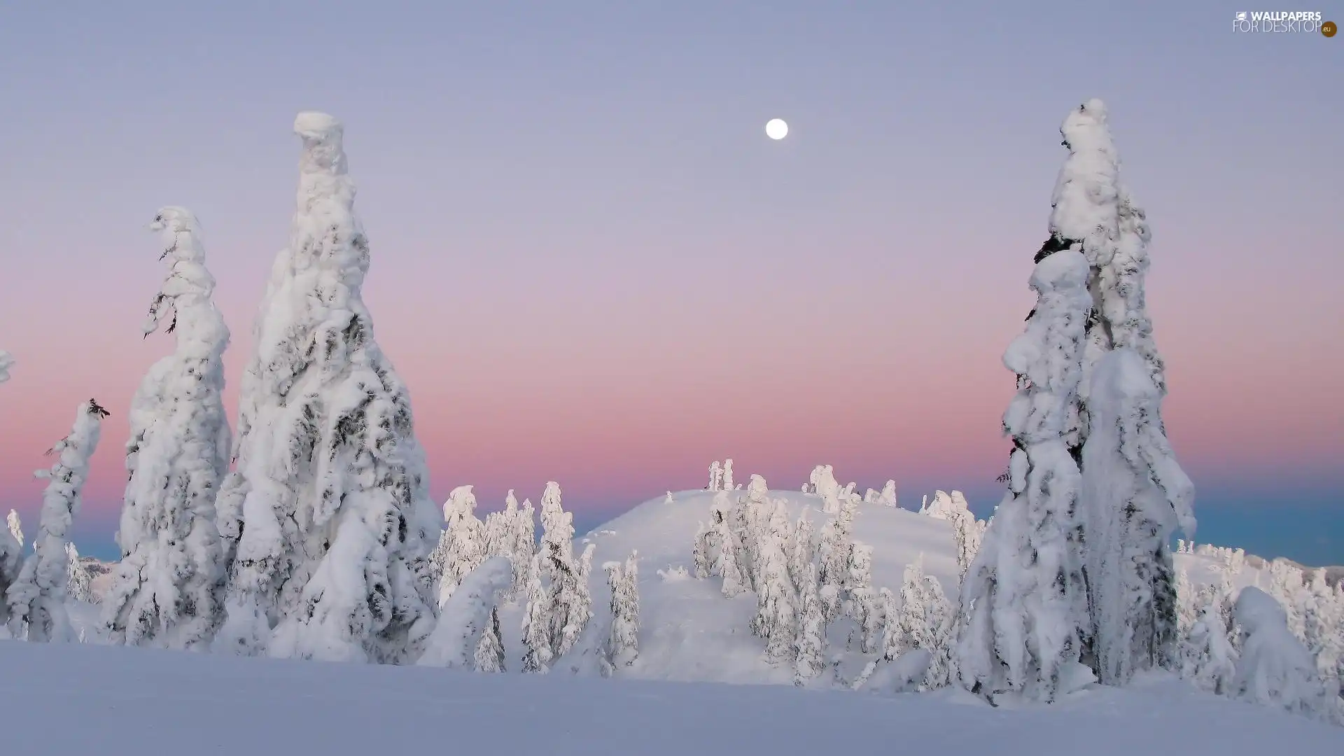 forest, Frost, drifts, snow