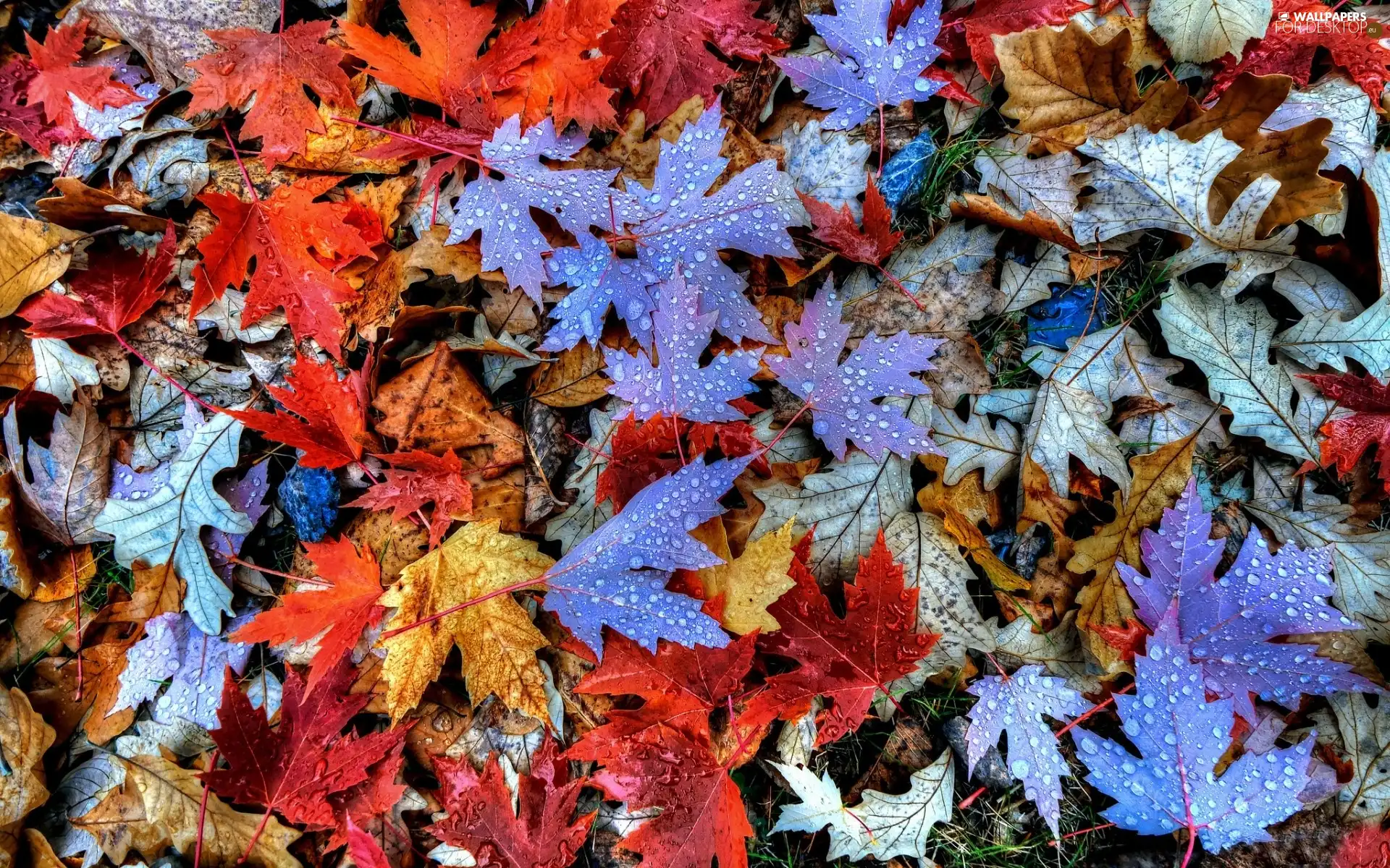 drops, Autumn, Leaf