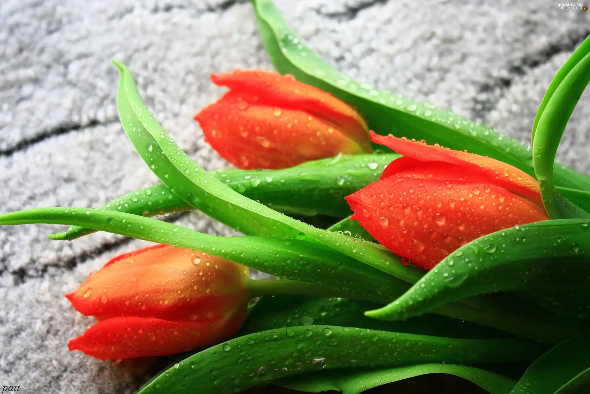 drops, Red, Tulips