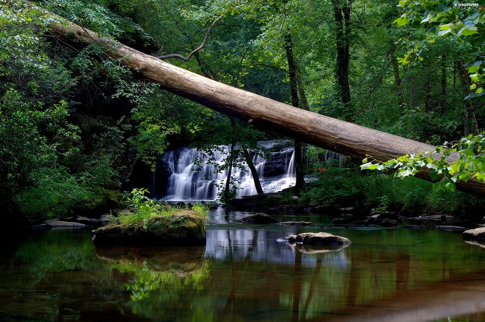 fallen, trees, waterfall, River, forest