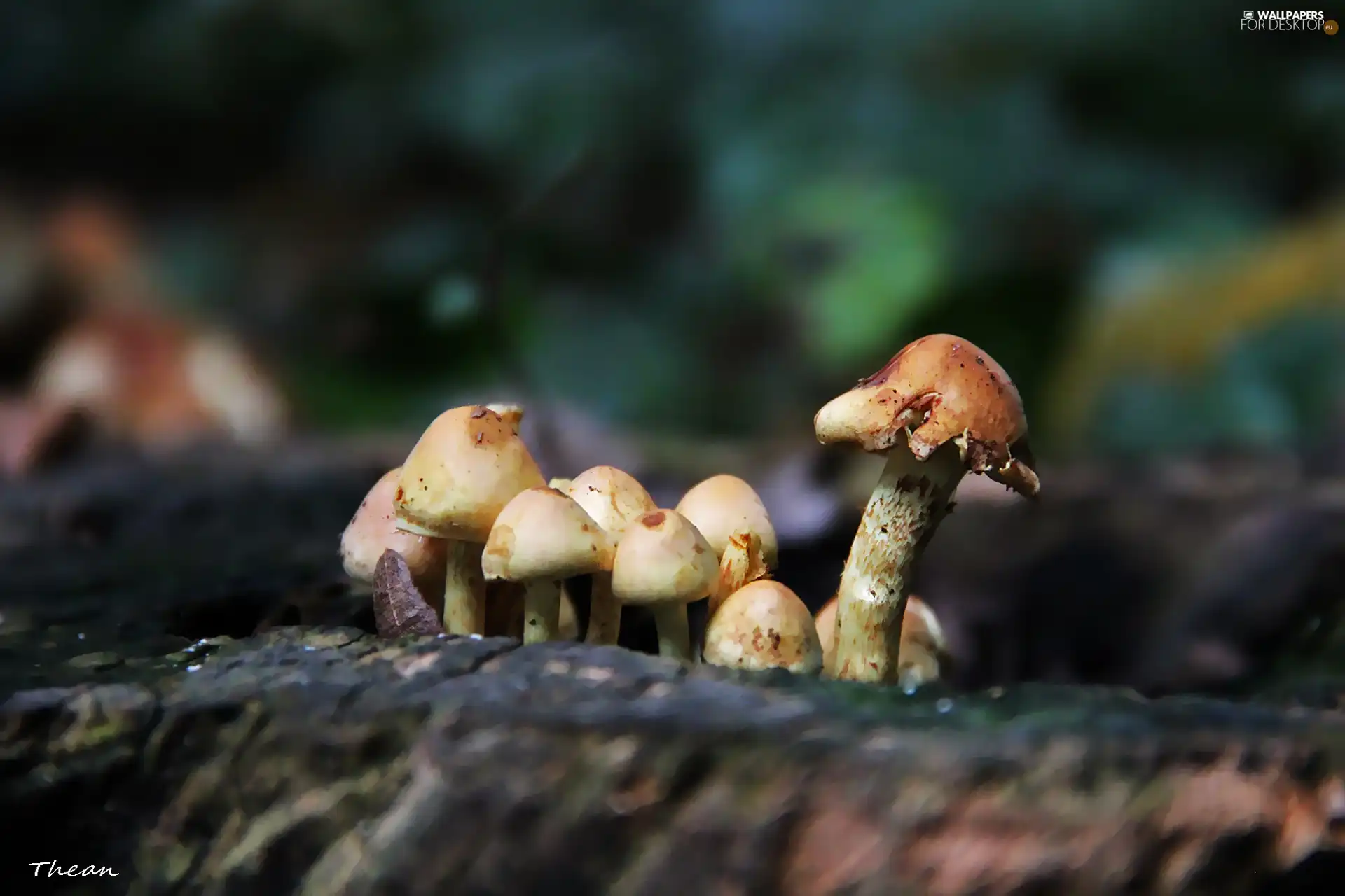 feet, mushroom, hats