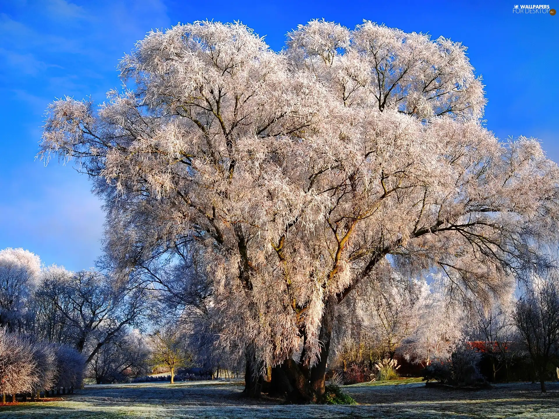 first, White frost, trees, viewes, Park