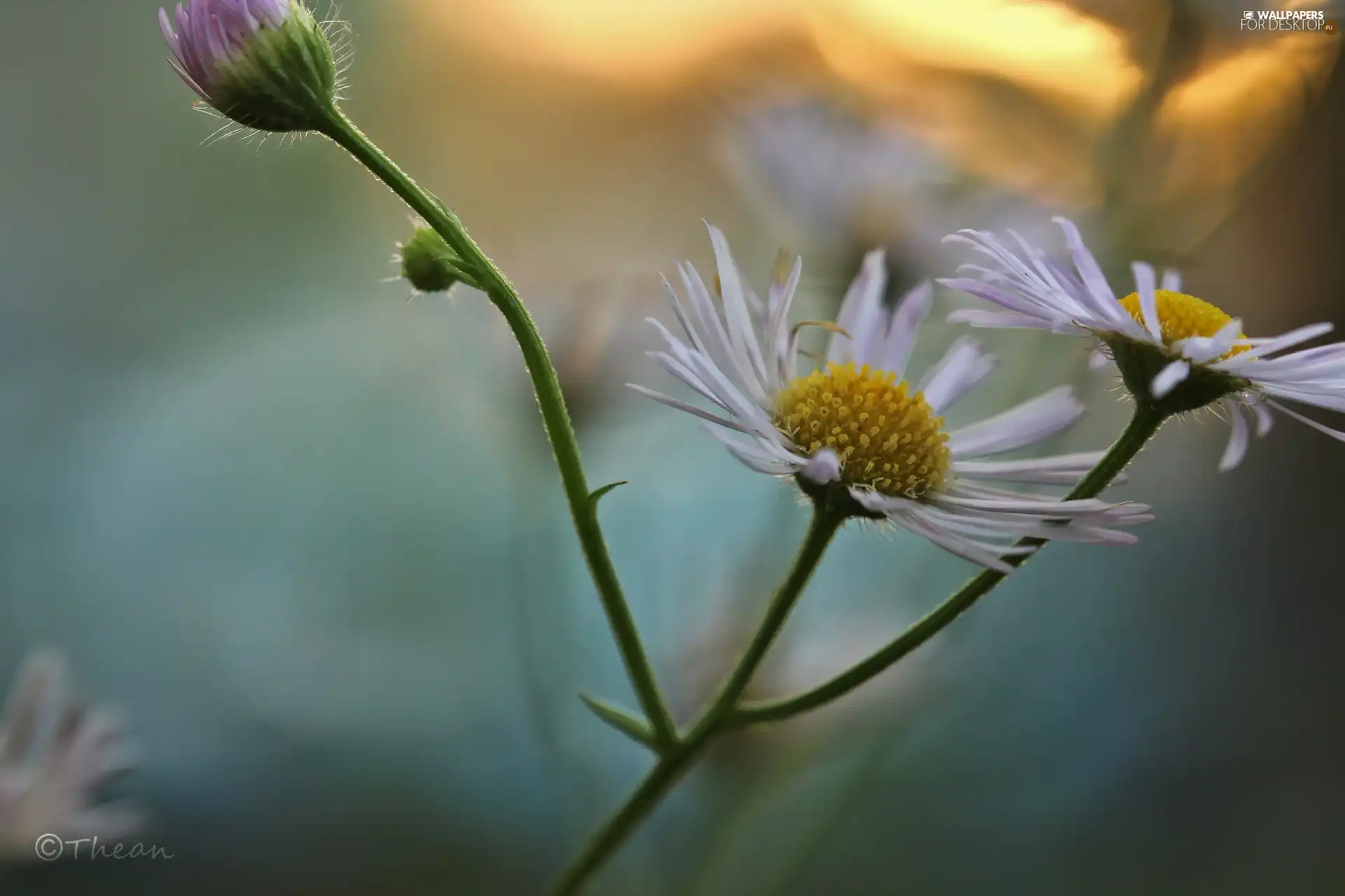 flakes, White, Flowers