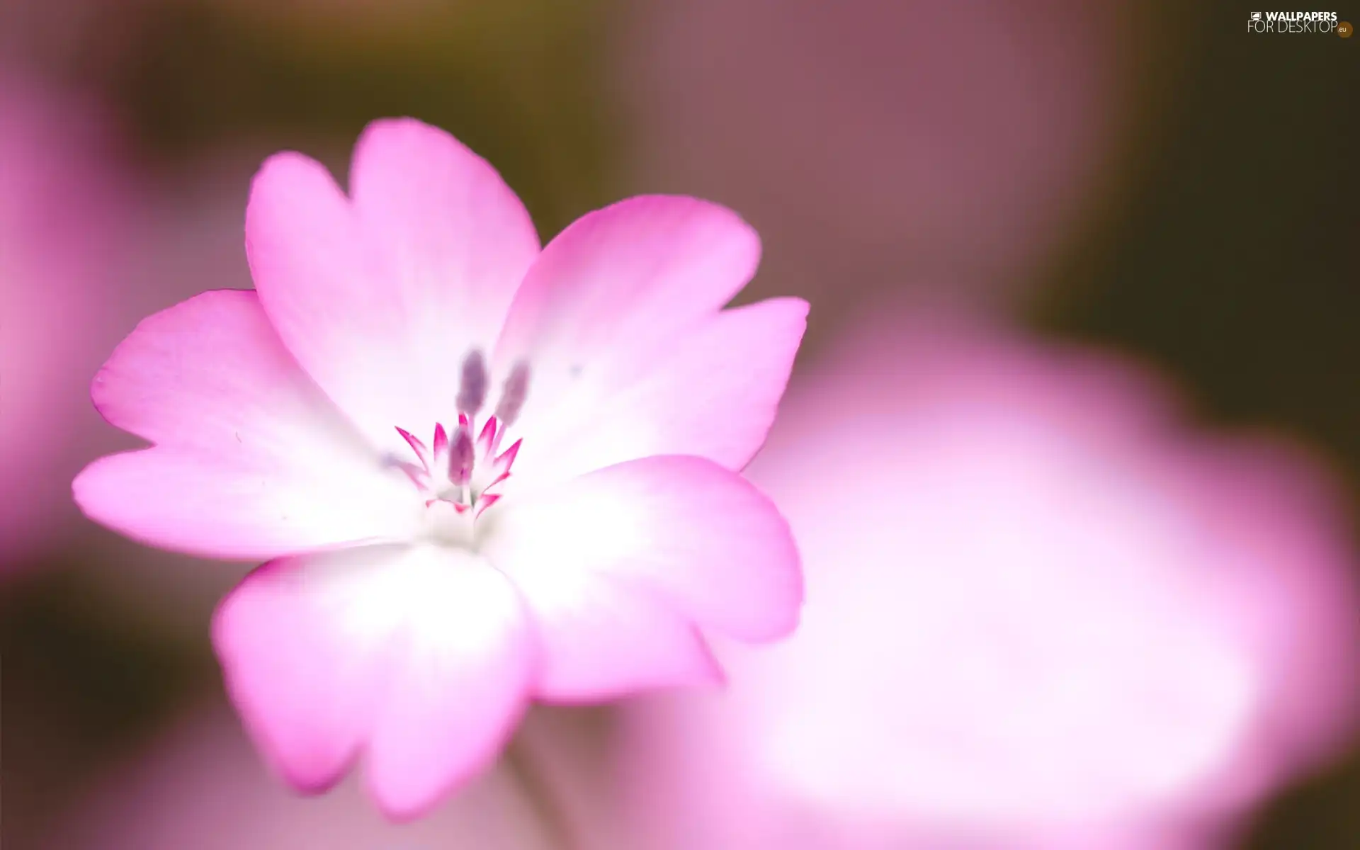 flower, white, Pink