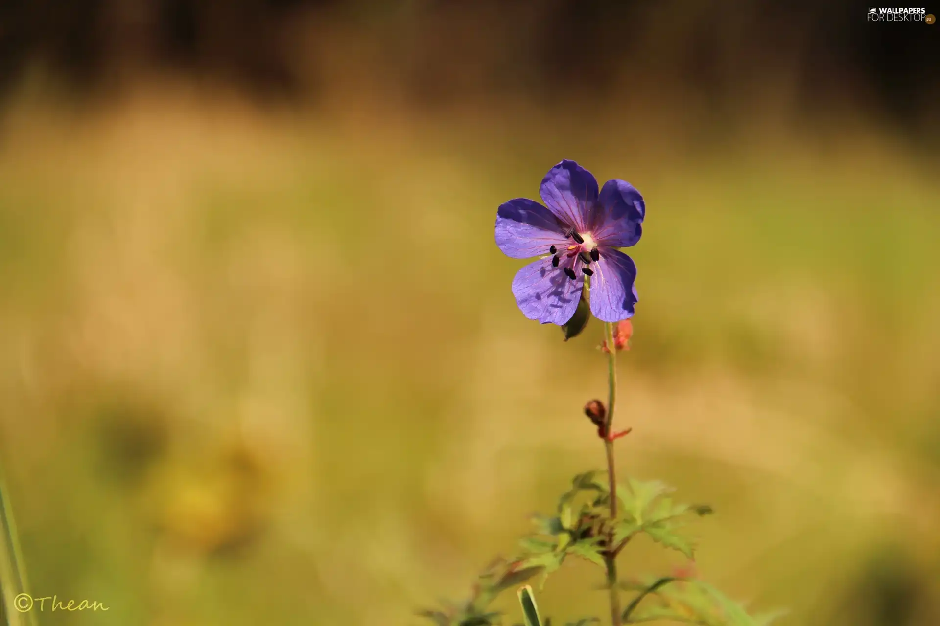 Violet, Flower