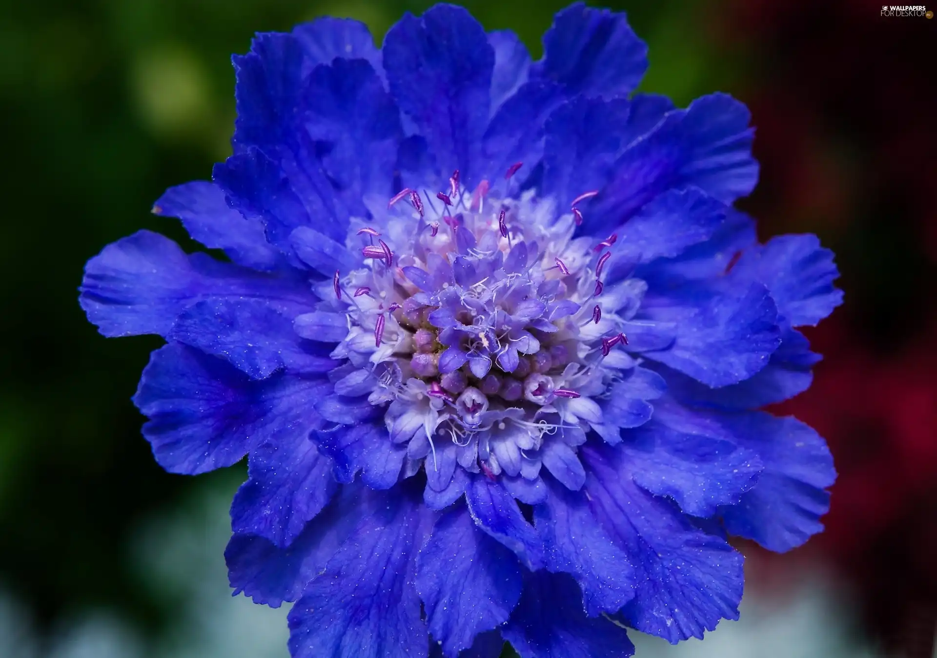 blue, Colourfull Flowers