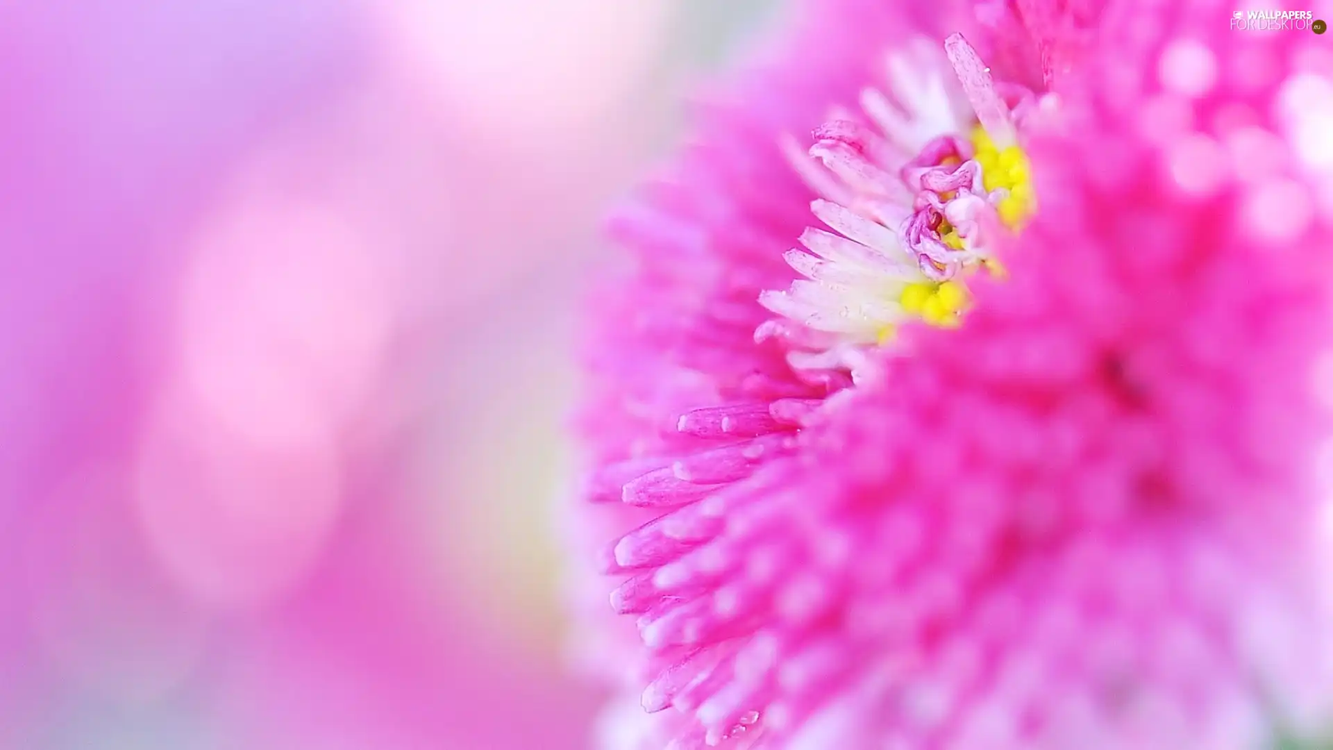 Pink, Colourfull Flowers