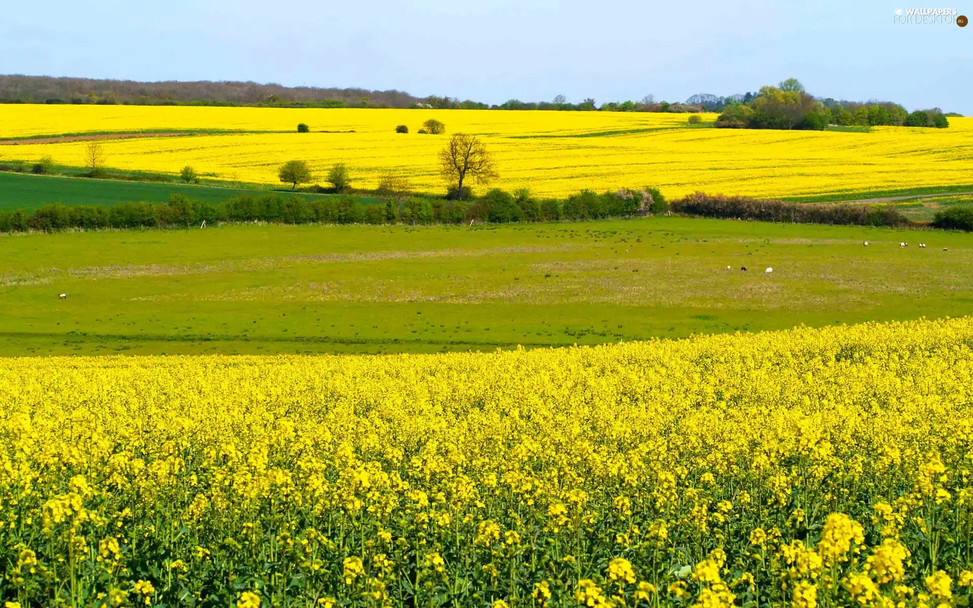 field, woods, Flowers, medows