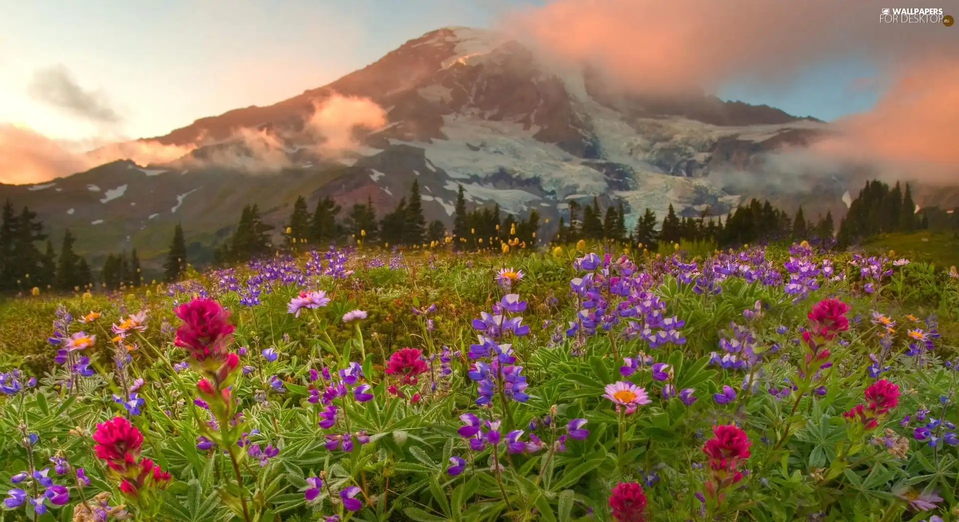 Flowers, Mountains, Meadow