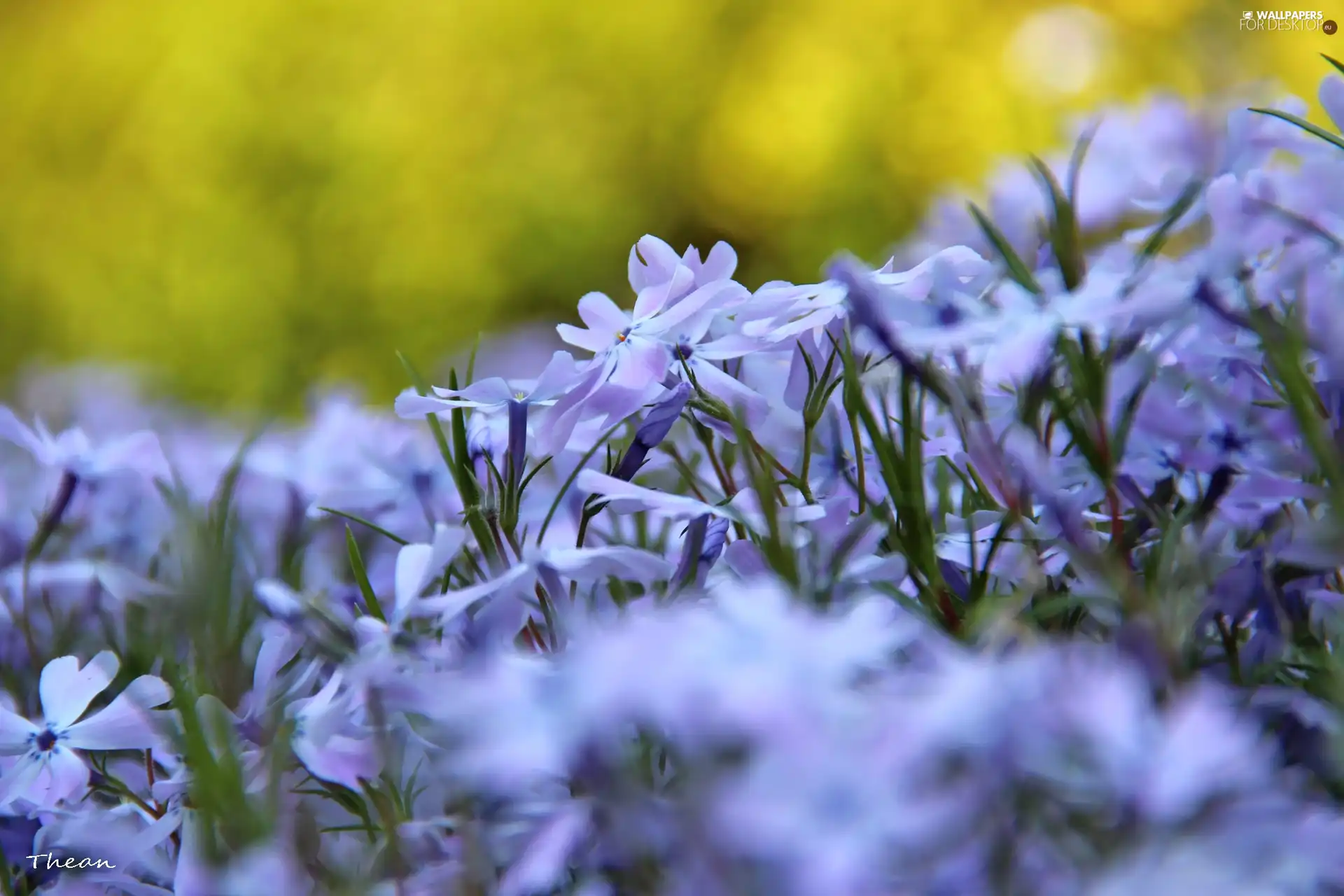 purple, Flowers