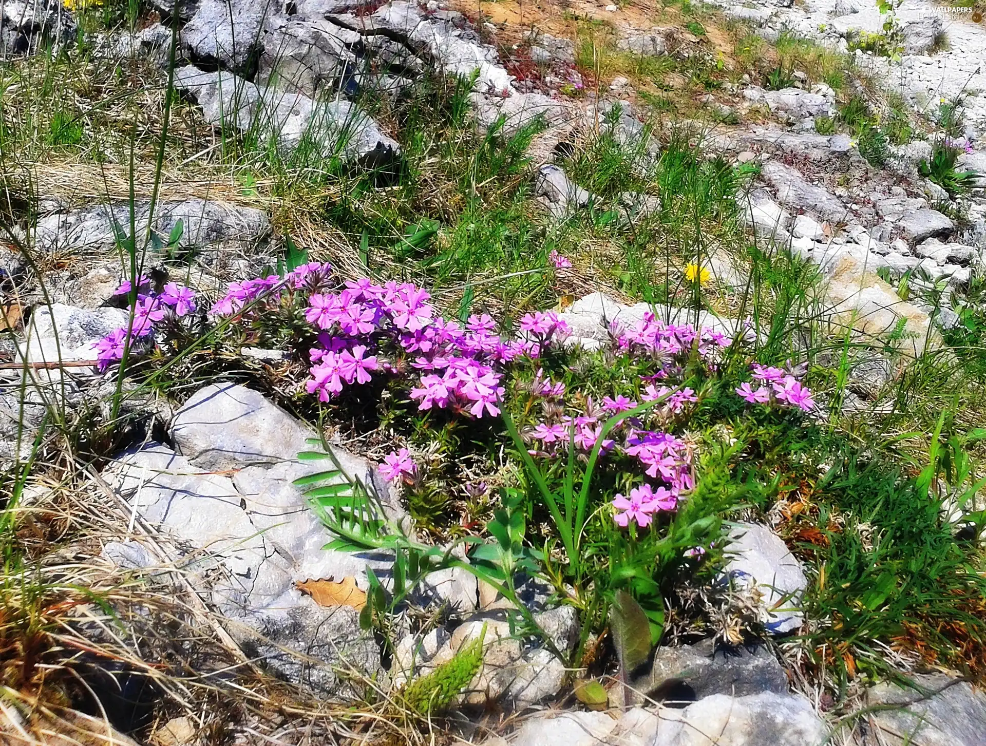 Garden, Bydgoszcz, Flowers, rocks, botanical, Myślęcinek