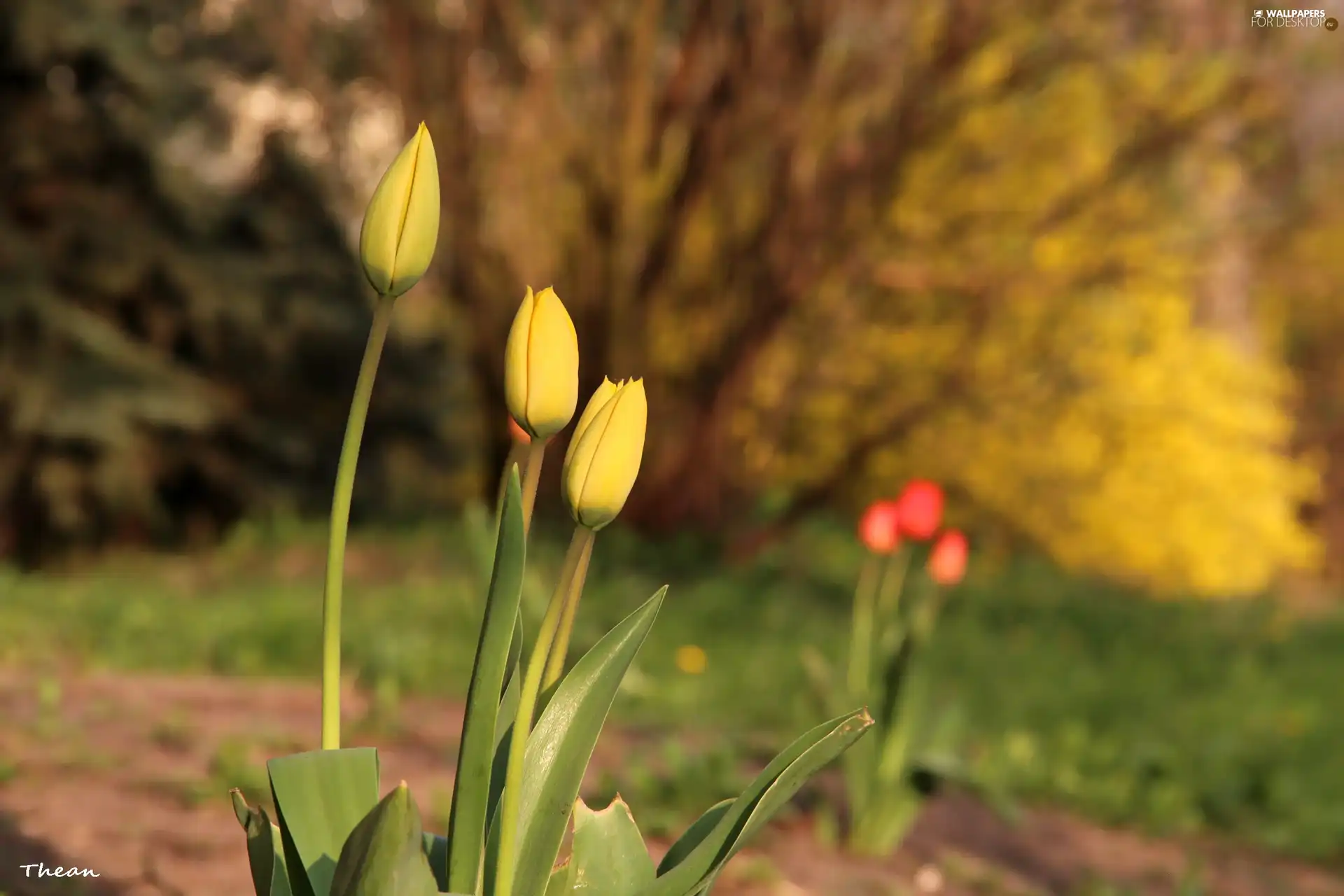 Flowers, Yellow, Tulips