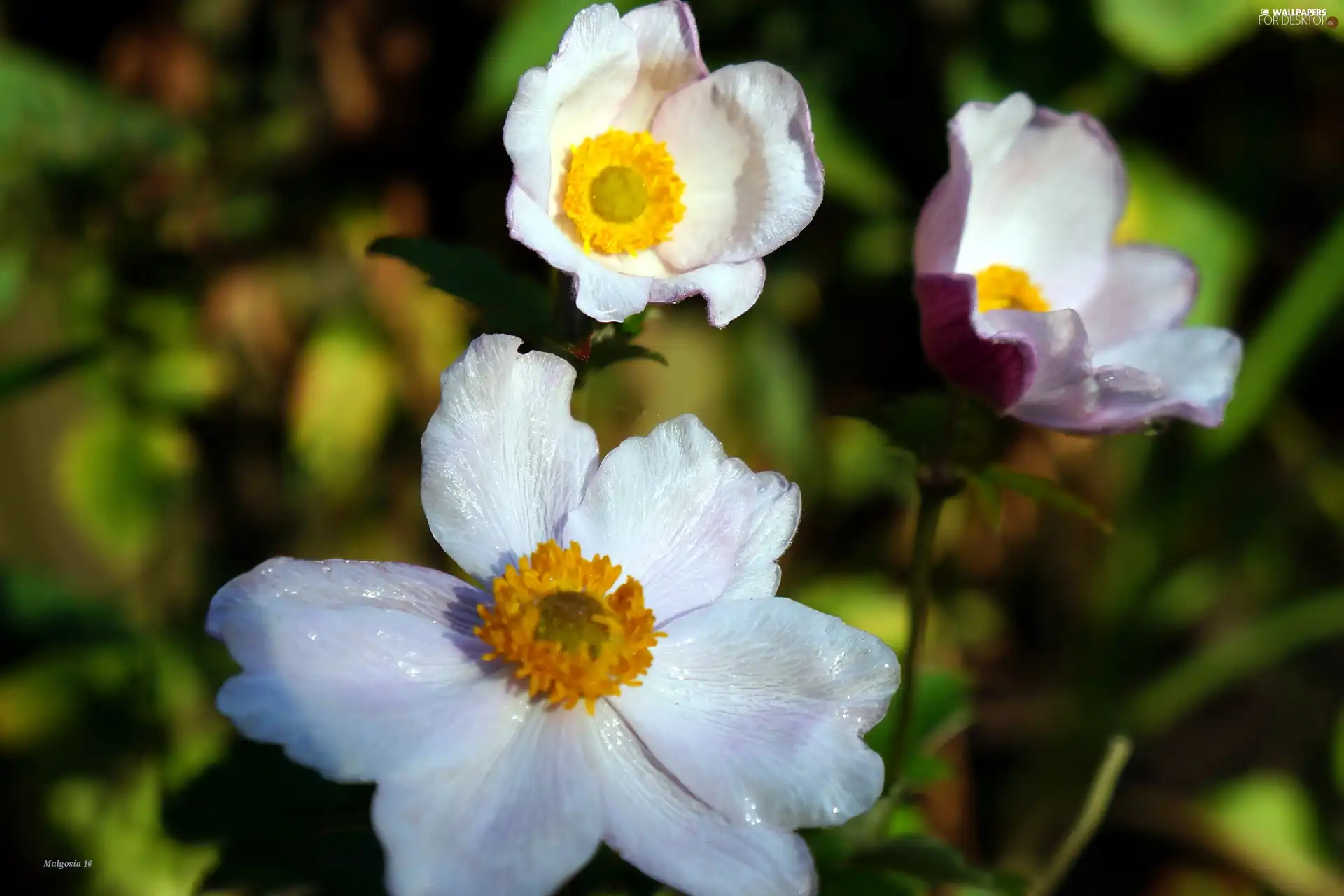 White, Flowers