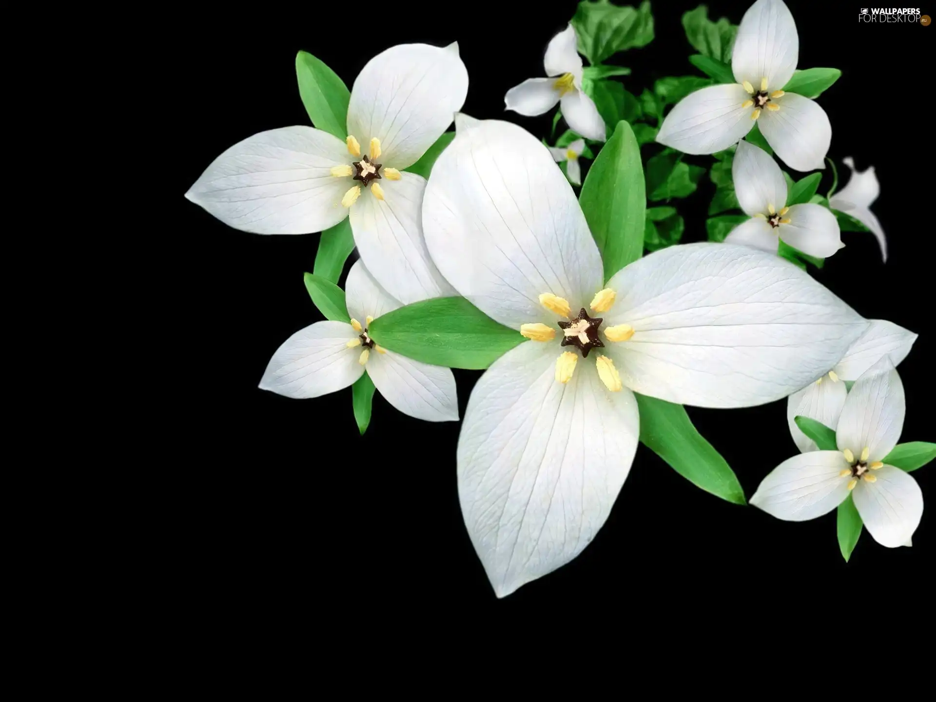 White, Flowers