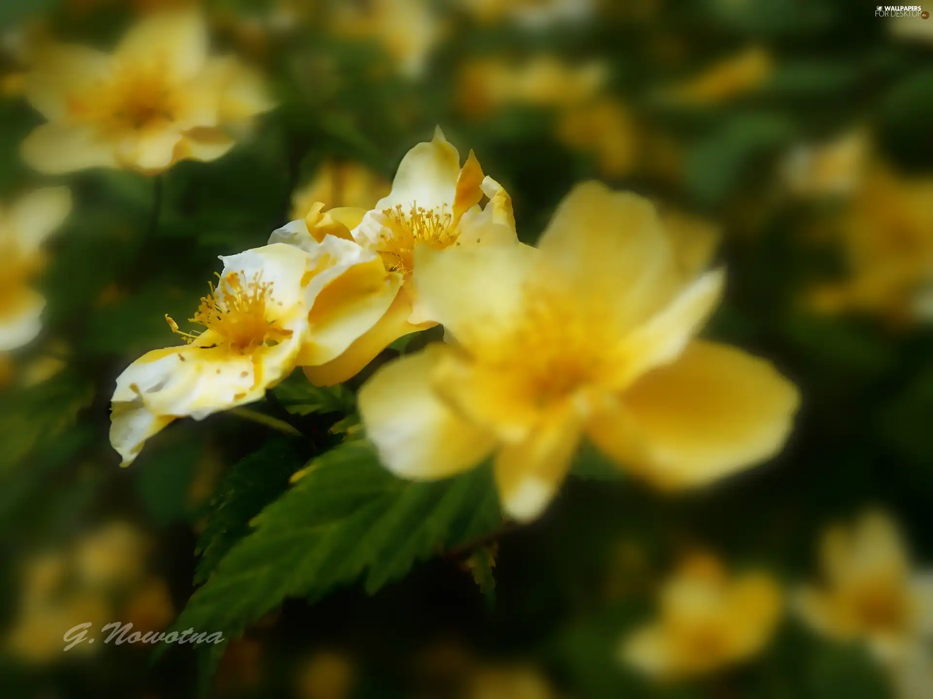 Yellow, Flowers