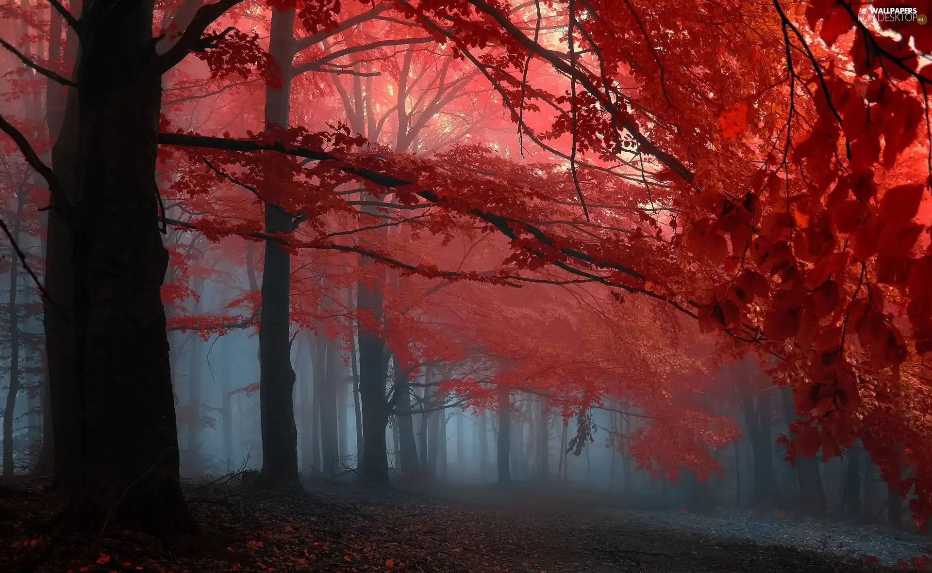 autumn, viewes, Fog, trees