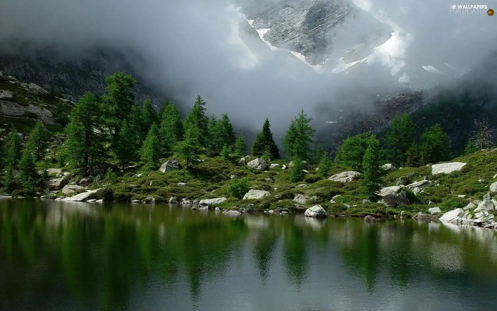 water, forest, Fog, rocks