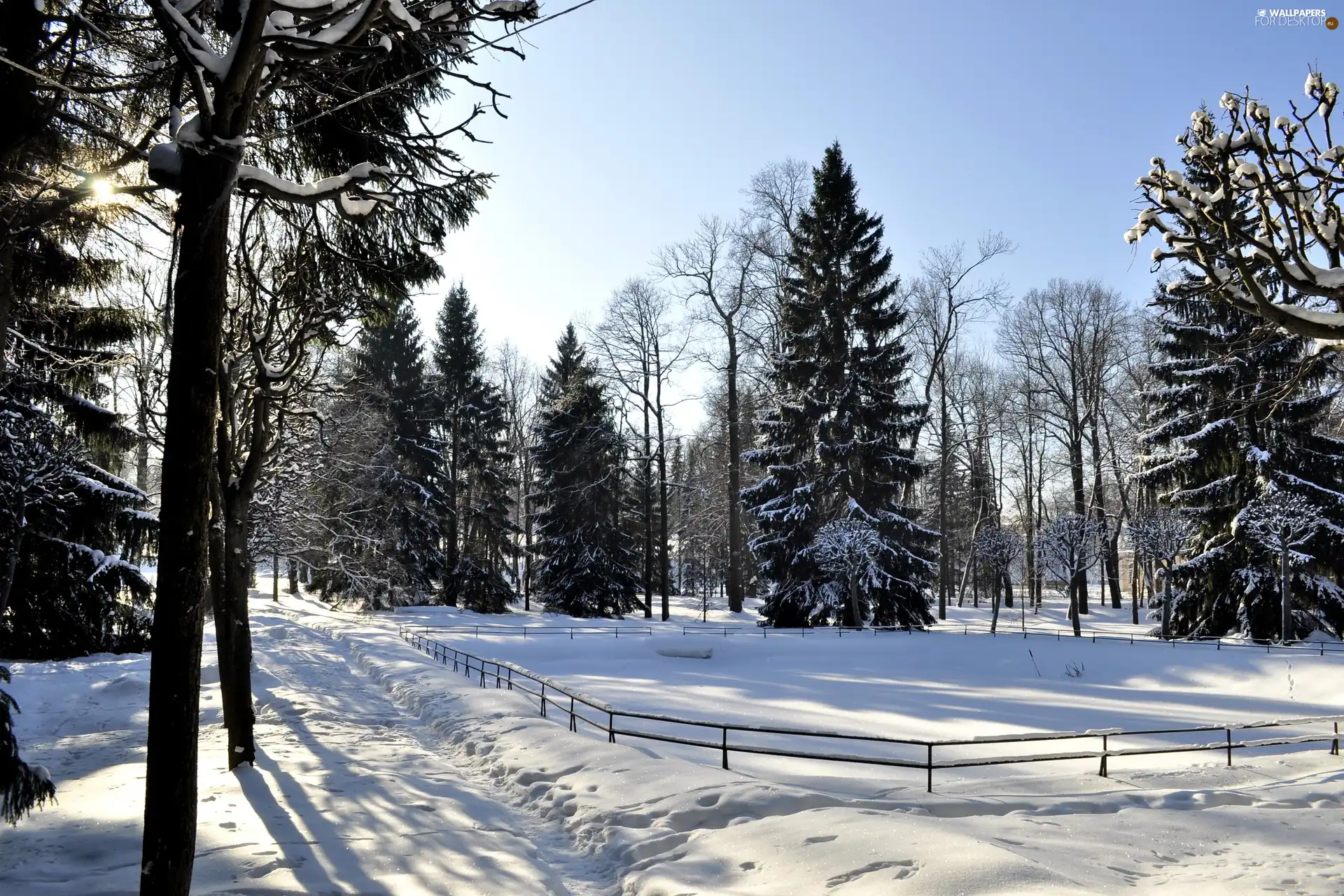 forest, Frost, drifts, Fance, snow