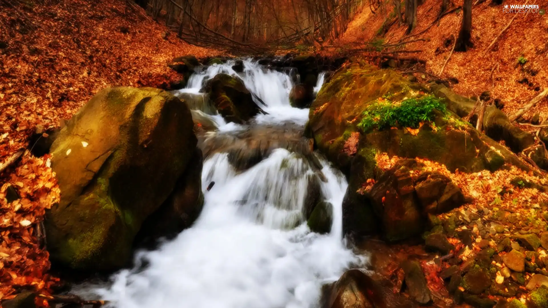 forest, Stones, stream