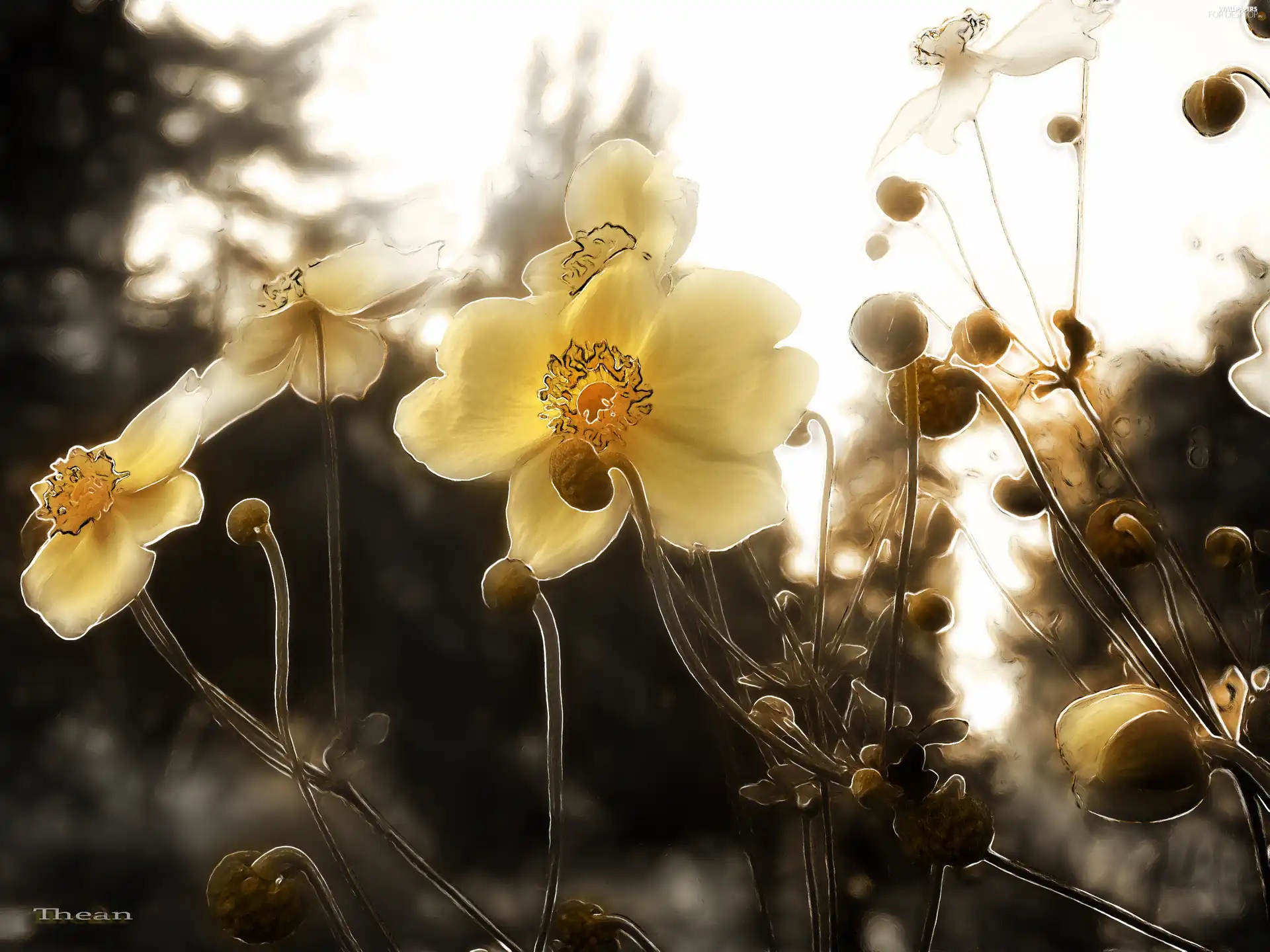 Flowers, Fractalius